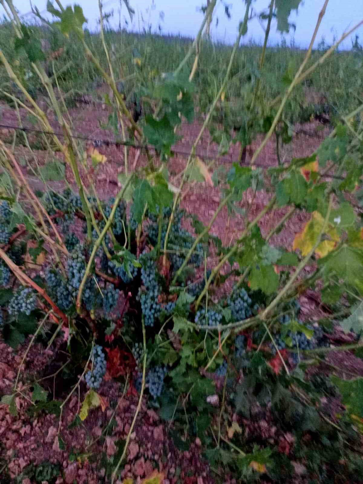 Hasada gün sayan üzüm bağlarını dolu vurdu
