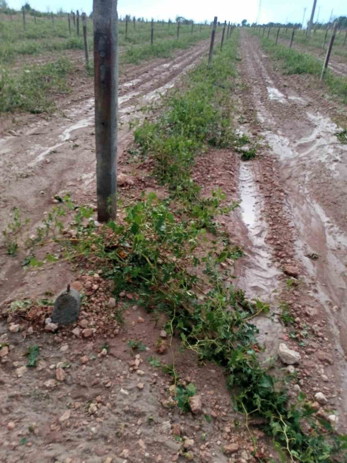 Hasada gün sayan üzüm bağlarını dolu vurdu
