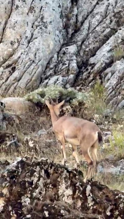 Dağ keçileri Sincik Boğazında görüntülendi
