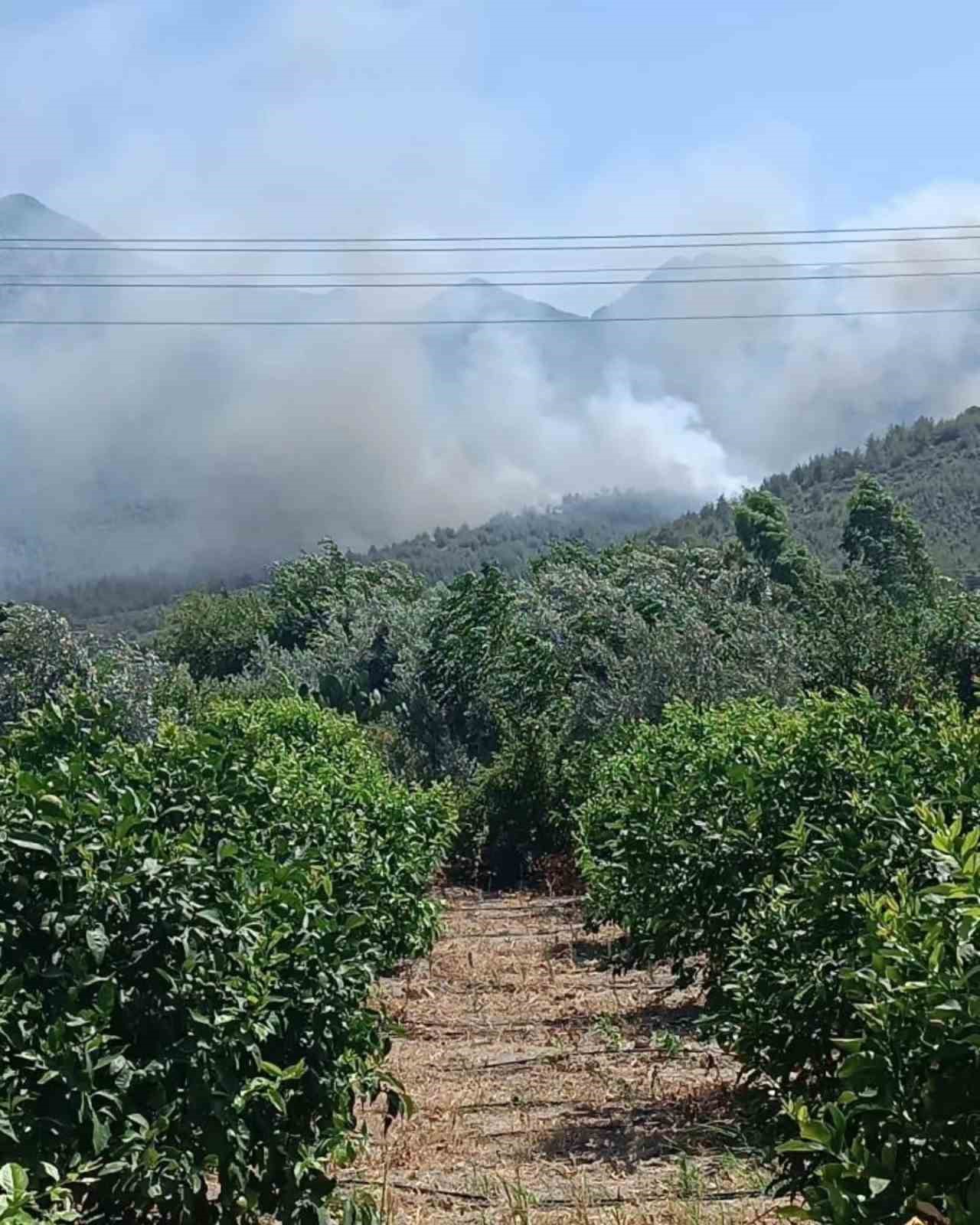 Hatay’da orman yangını
