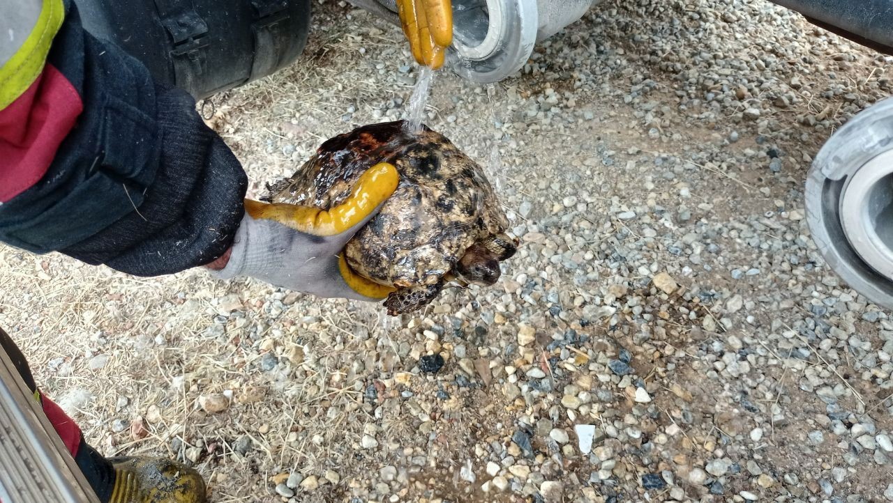 Uşak’ta çıkan yangın evlere ve ormanlık alana sıçramadan söndürüldü
