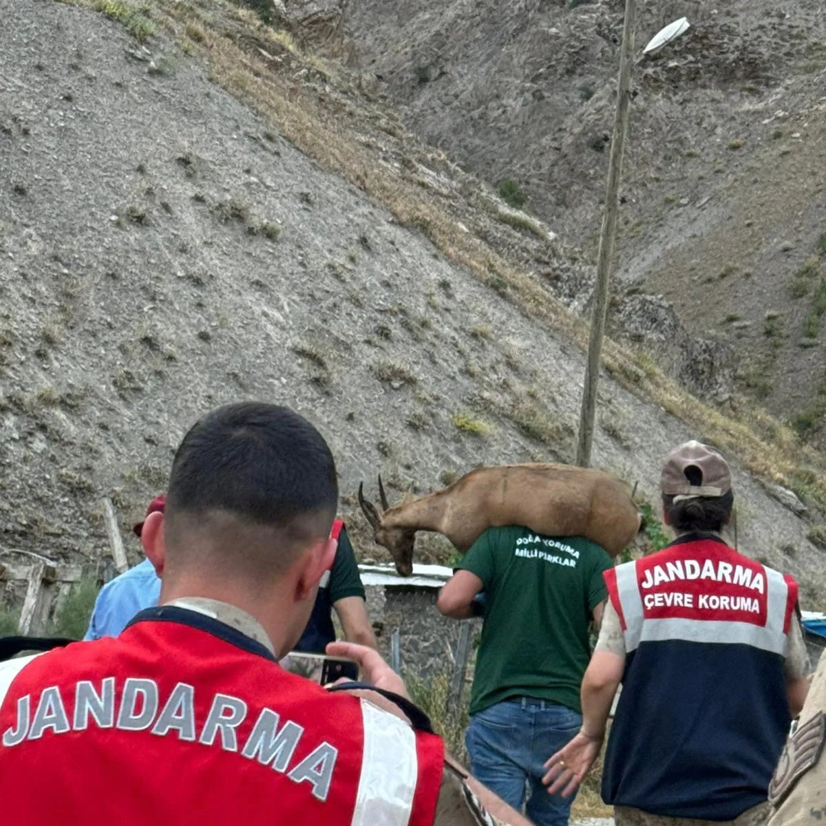 Jandarmadan yaralı dağ keçisine şefkat eli
