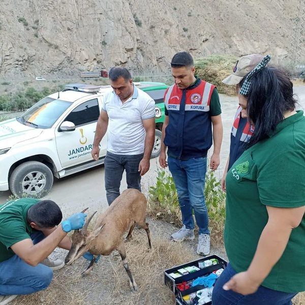 Jandarmadan yaralı dağ keçisine şefkat eli
