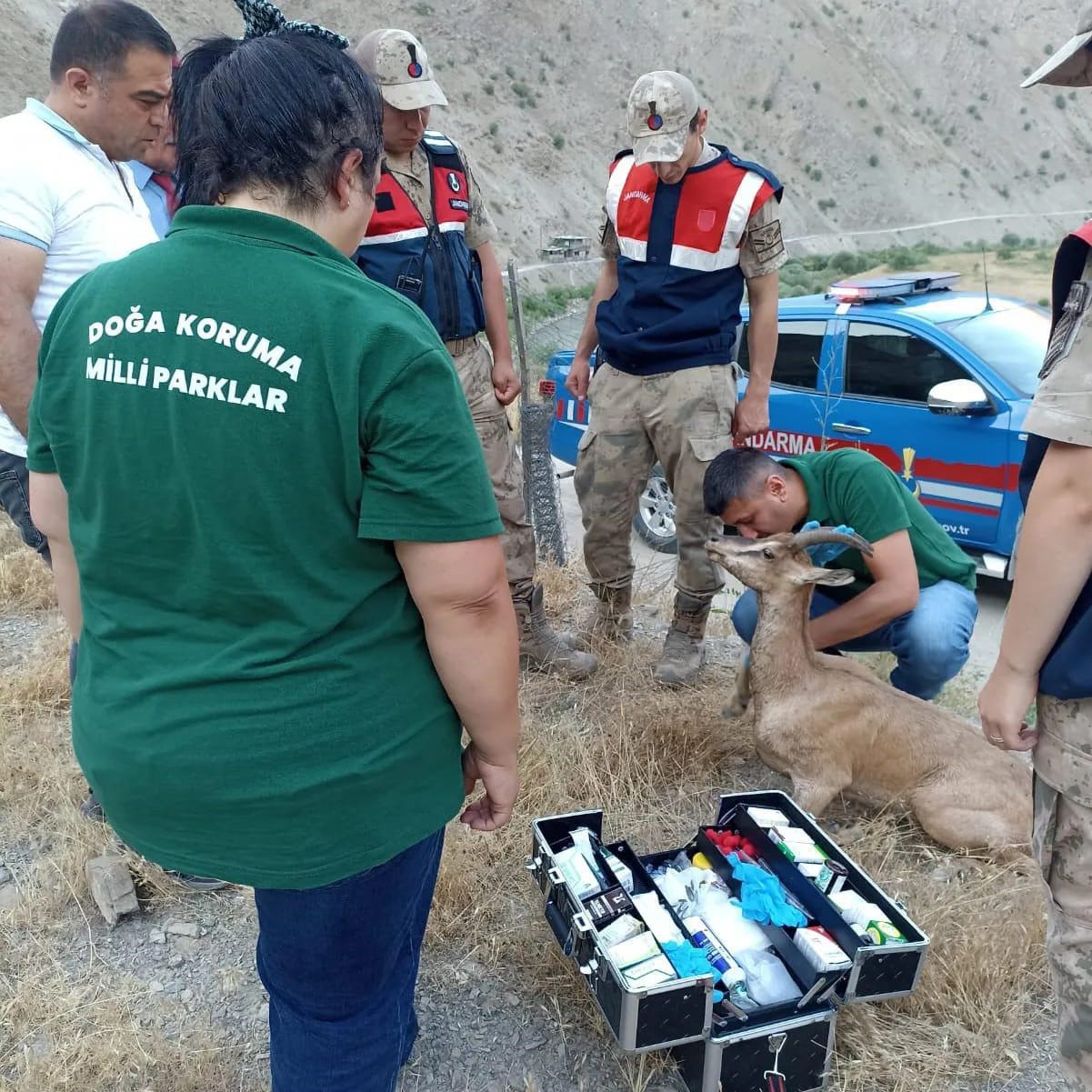 Jandarmadan yaralı dağ keçisine şefkat eli
