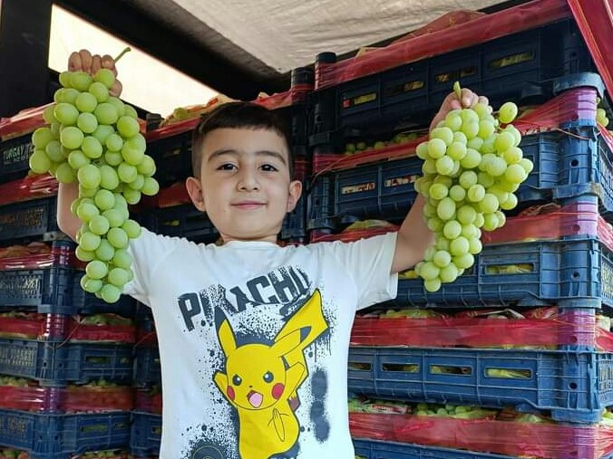 Sarıgöl’de erkenci üzüm cinslerinde hasat
