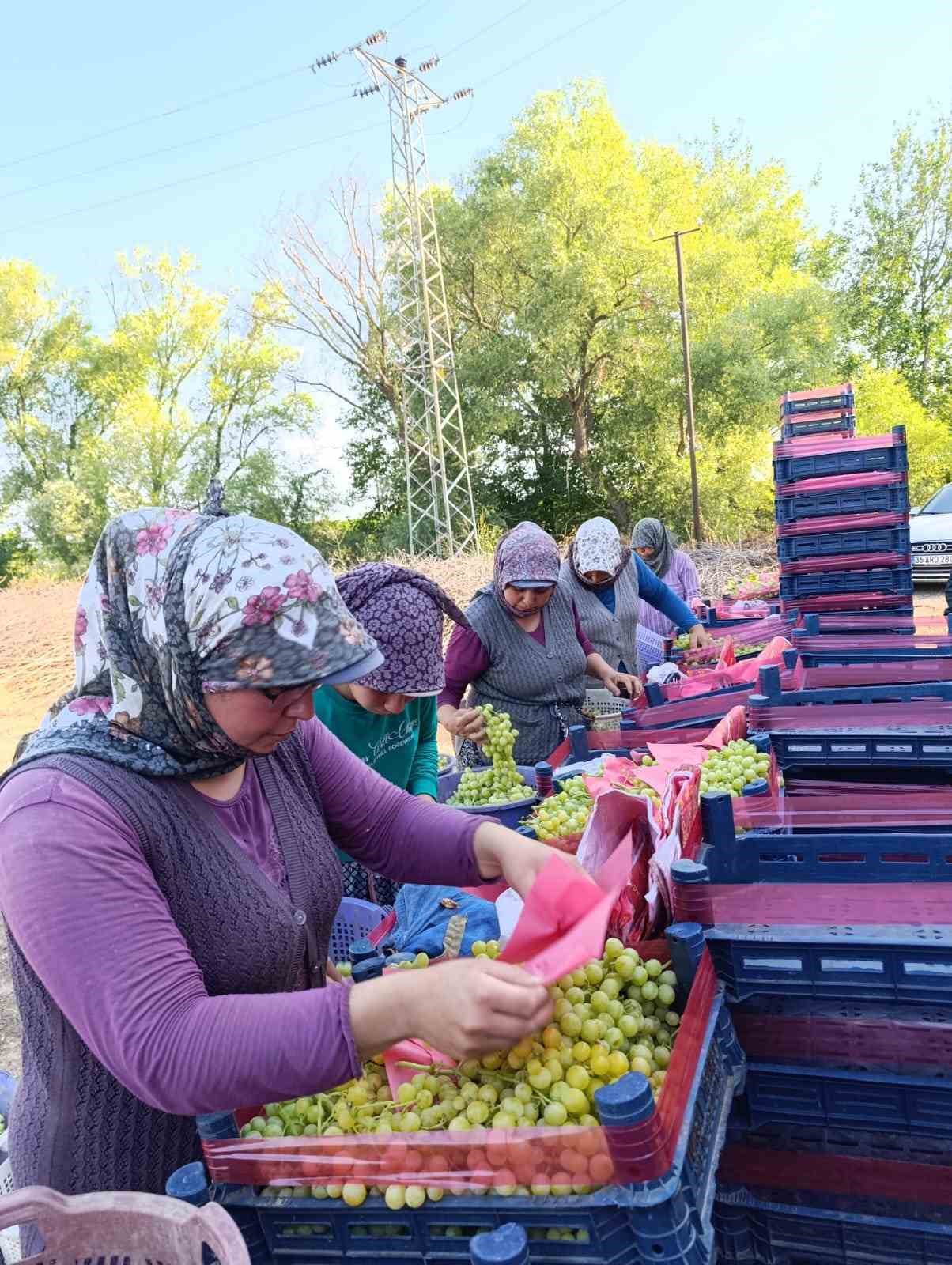 Sarıgöl’de erkenci üzüm cinslerinde hasat
