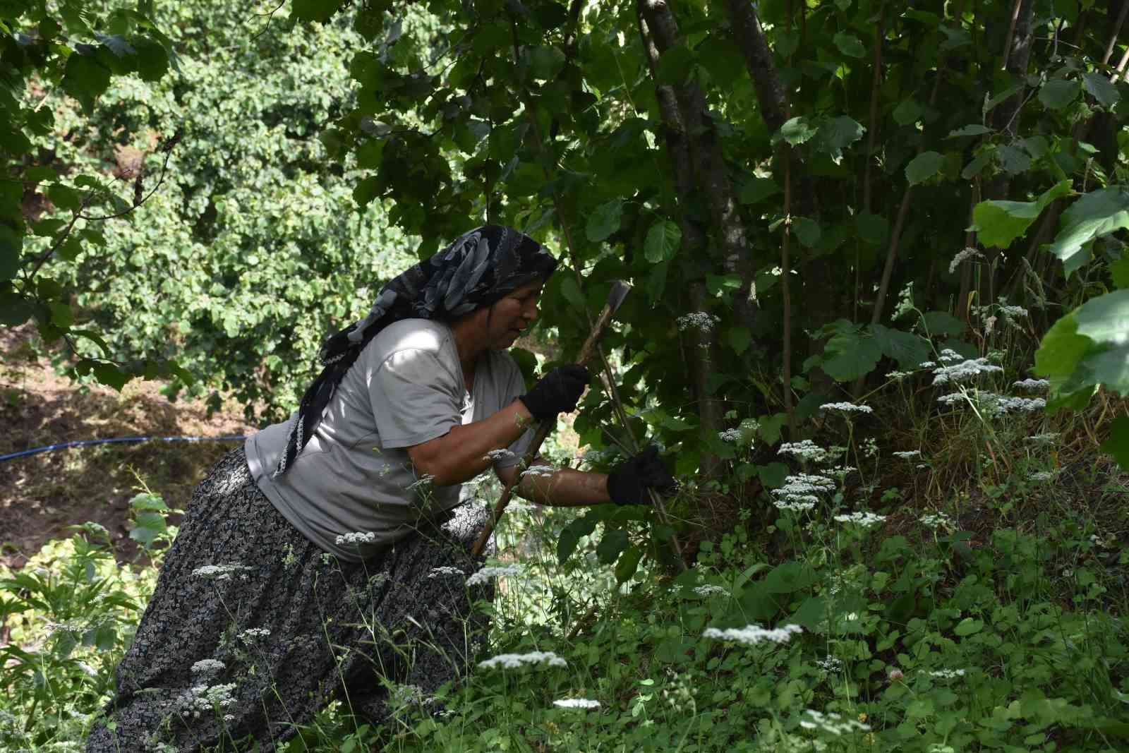 Fındık hasadına günler kala üretici, temizlik için bahçeye girdi
