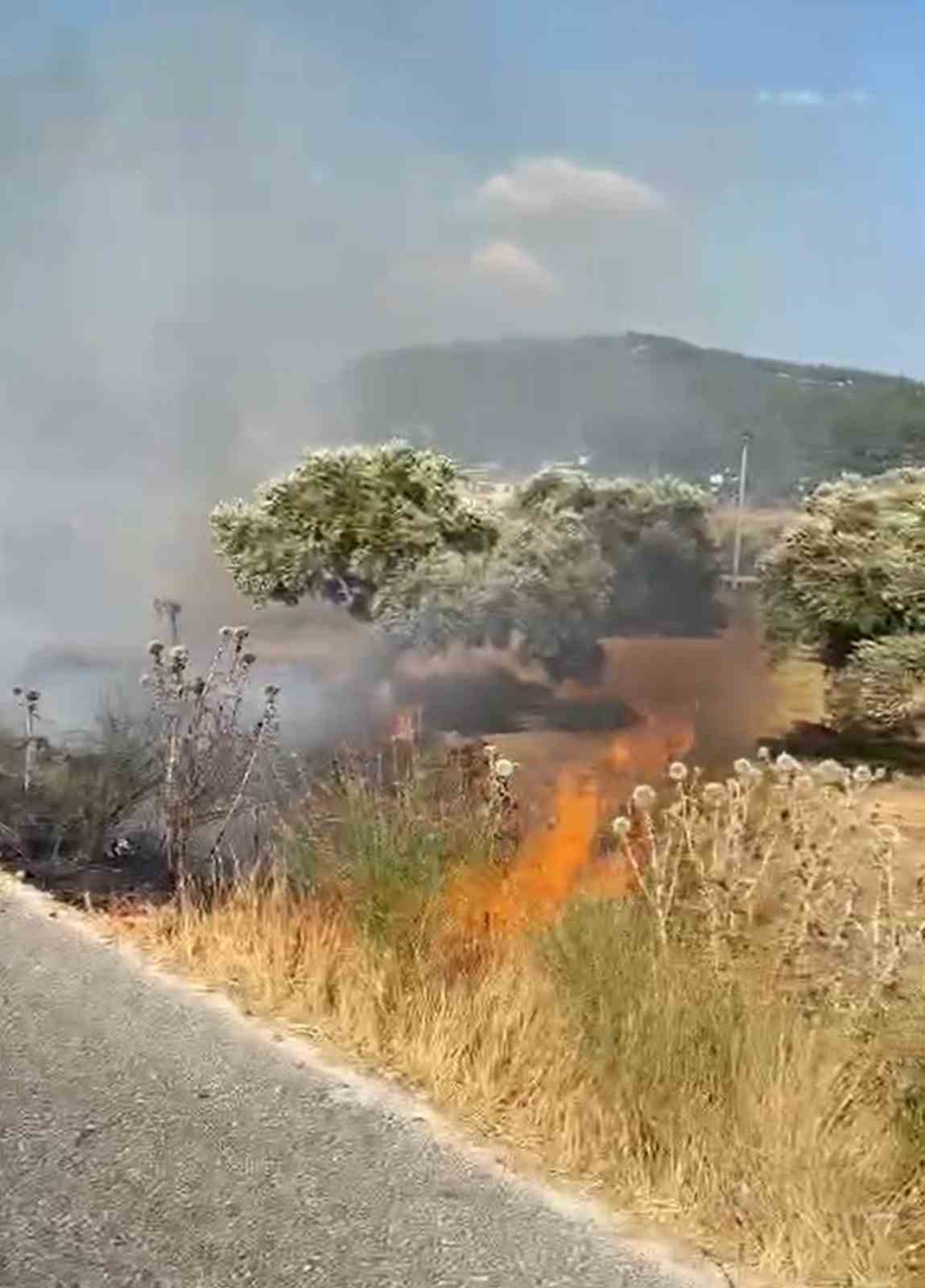 Milas-Bodrum karayolunda zeytinlik yangını
