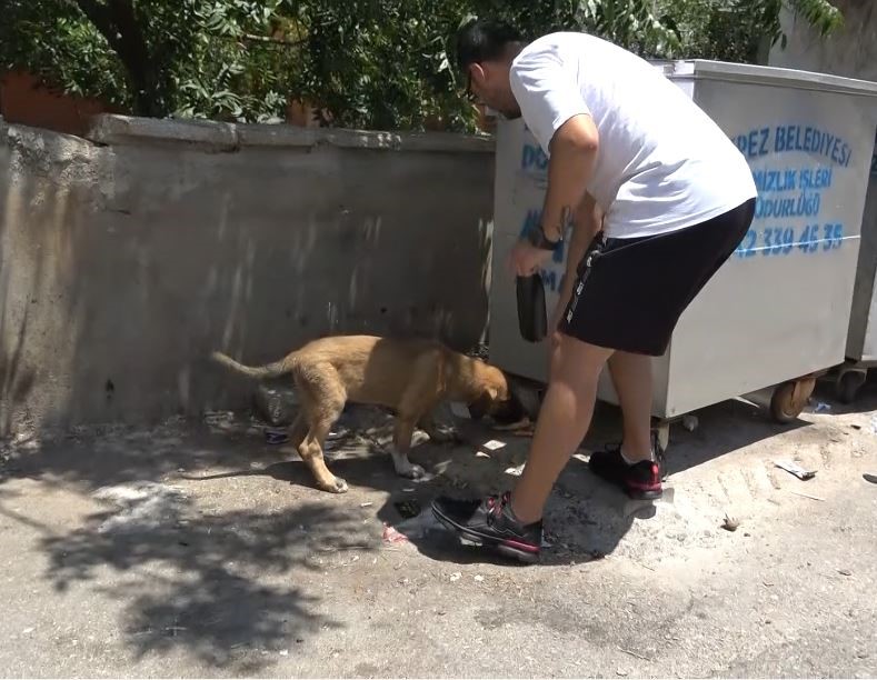 Sokak köpeğine şiddete şahit oldu, üzerine kayıtlı olmadığı için şikayetçi olamadı
