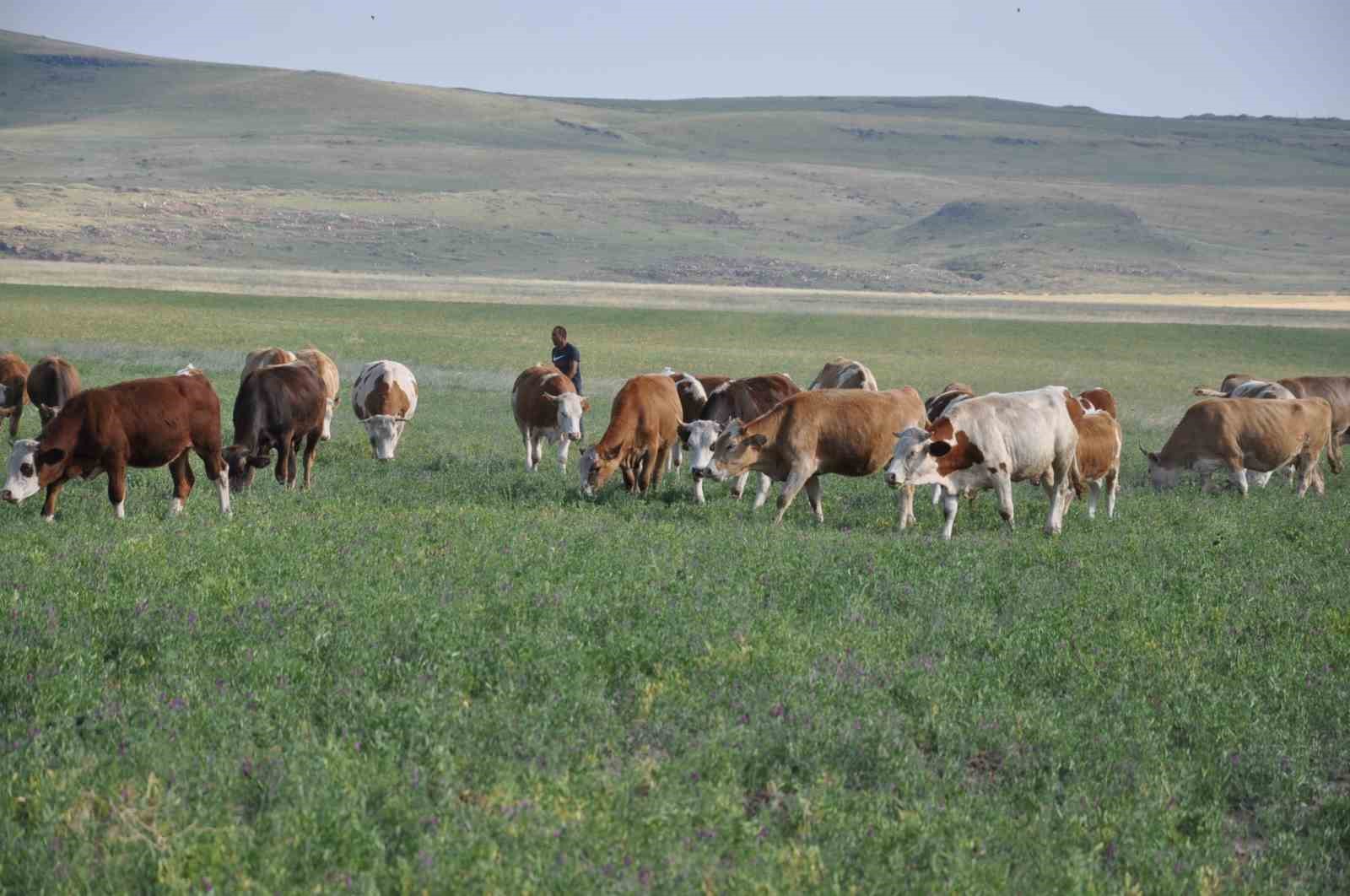 Kars’ta ıslah edilen meralar ekonomiye kazandırıldı
