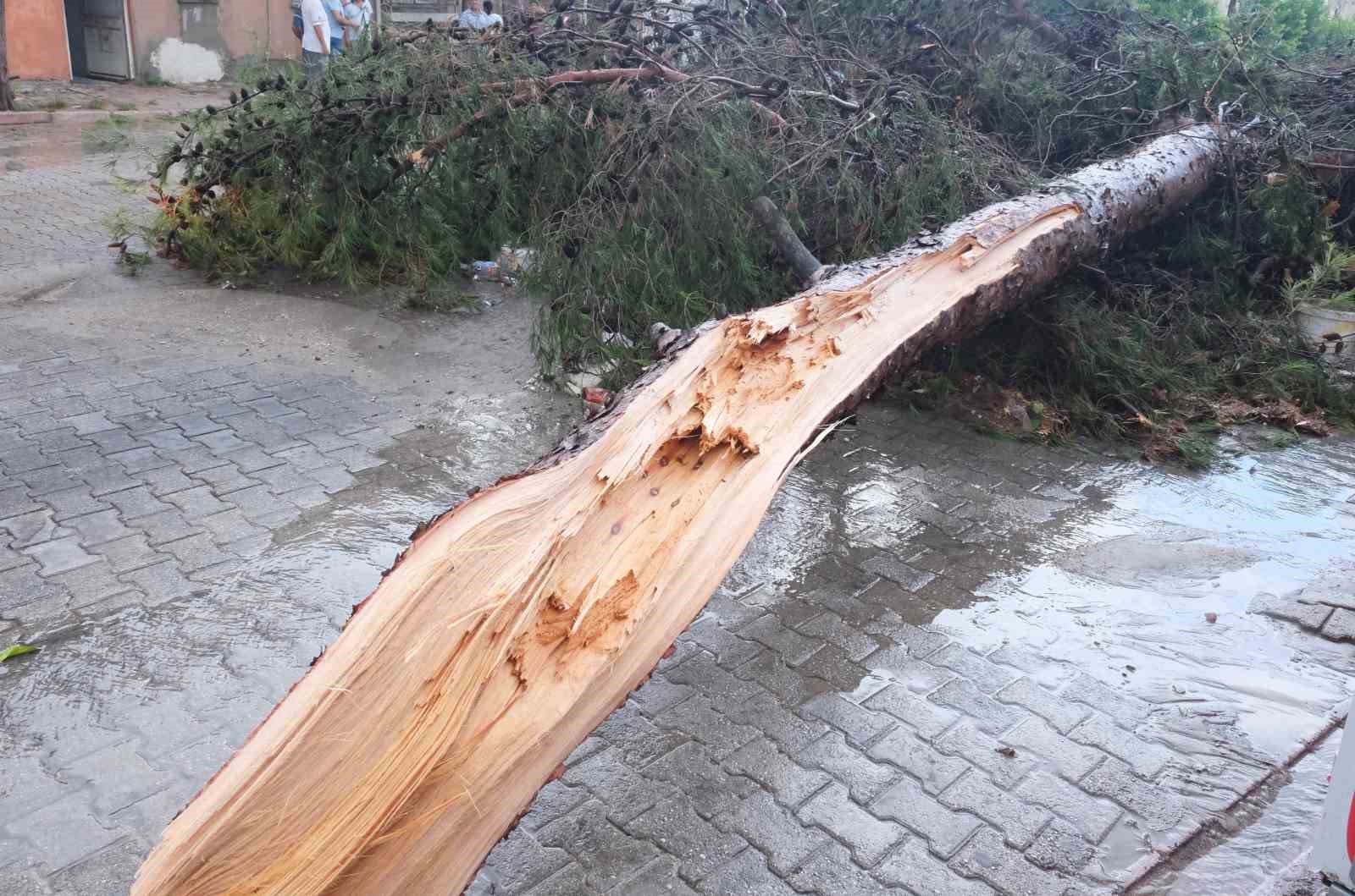 Küçük çocuk fırtınada devrilen ağacın altında kalmaktan son anda kurtuldu
