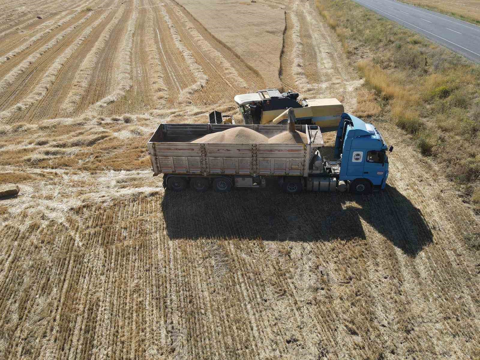 Tomarza’da hububat hasat zamanı başladı
