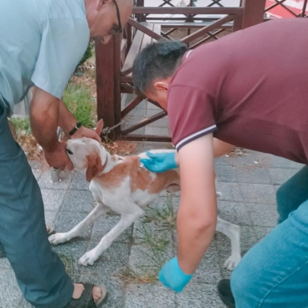 Av köpeklerine kuduz aşısı yapıldı
