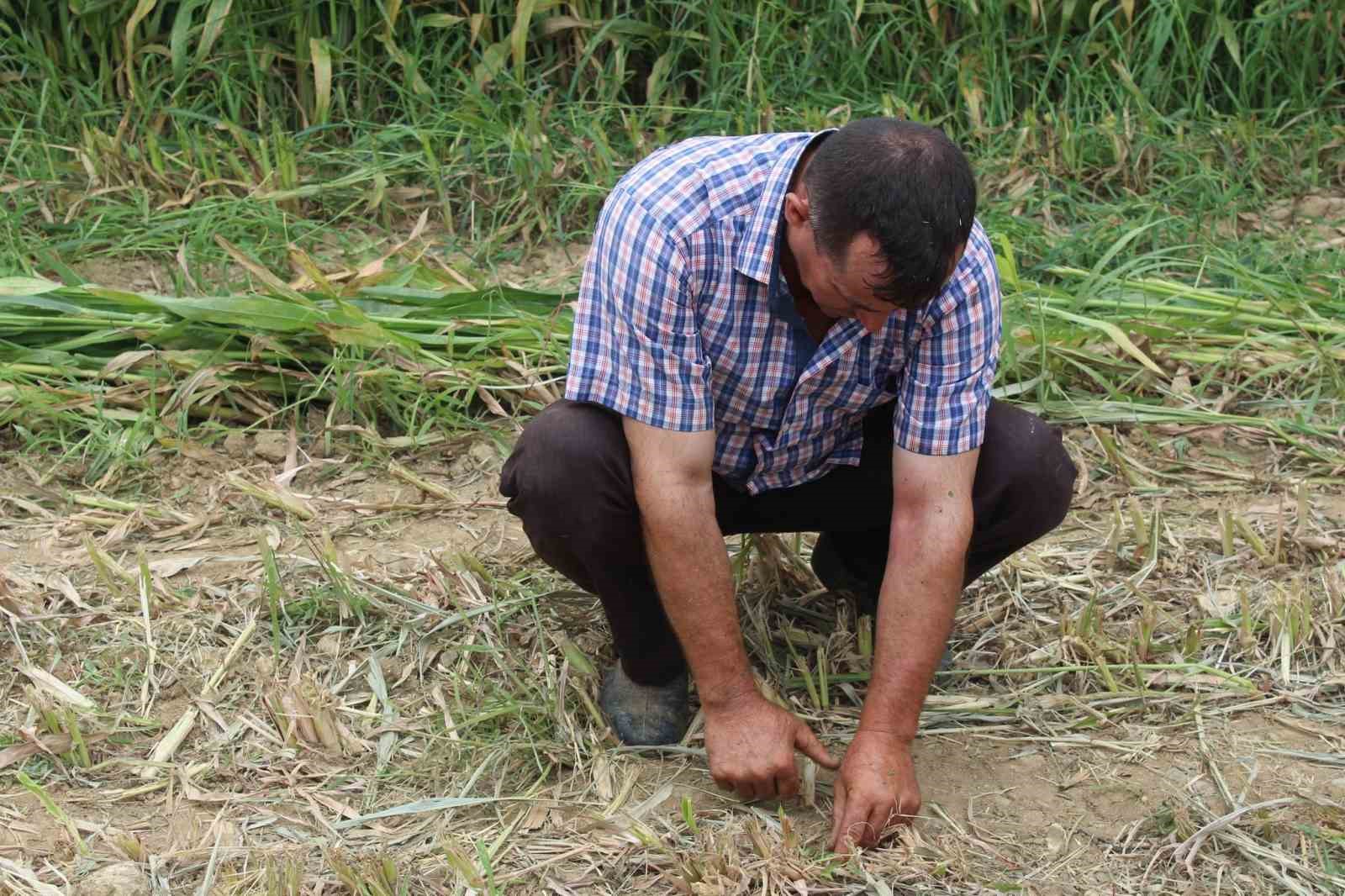 Sorgum sudan otu melezi, Pazar’da yem bitkisi alternatifi olacak
