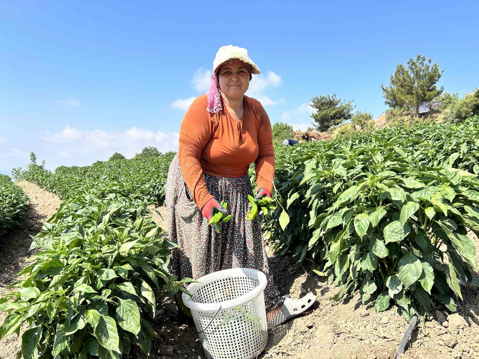 Kavurucu sıcakta en acı hasat
