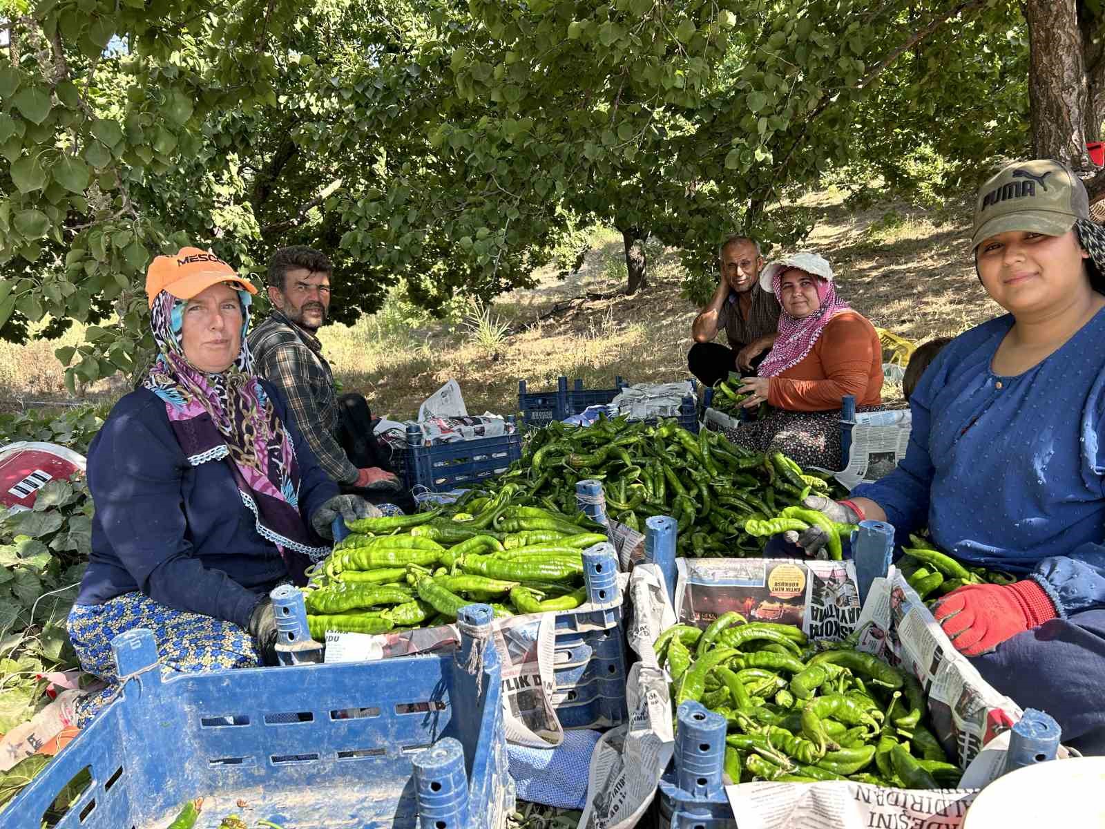 Kavurucu sıcakta en acı hasat
