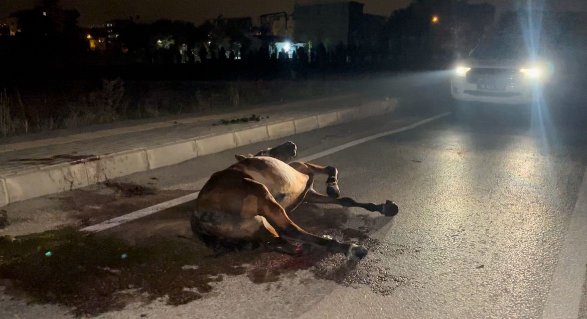 Başıboş ata çarpıp kaçtı, arkasına bile bakmadı
