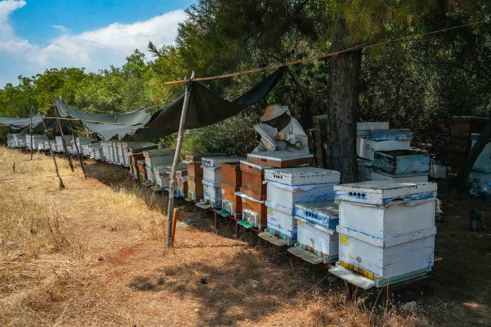 Oğlunun ölümünün ardından dedesinden kalma arıcılık mesleğiyle hayata tutundu
