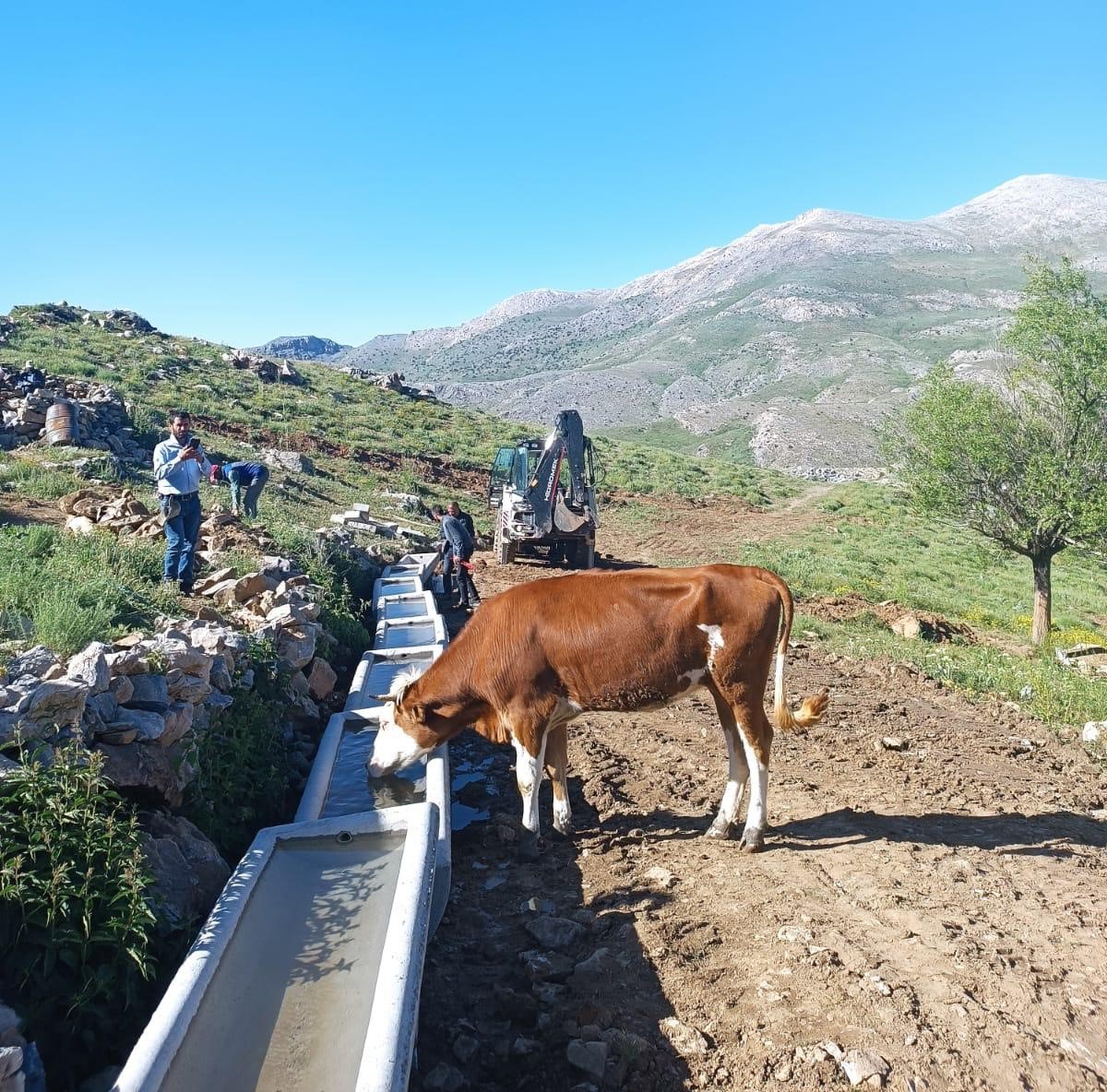 Doğanşehir’de yayladaki hayvanlar unutulmadı
