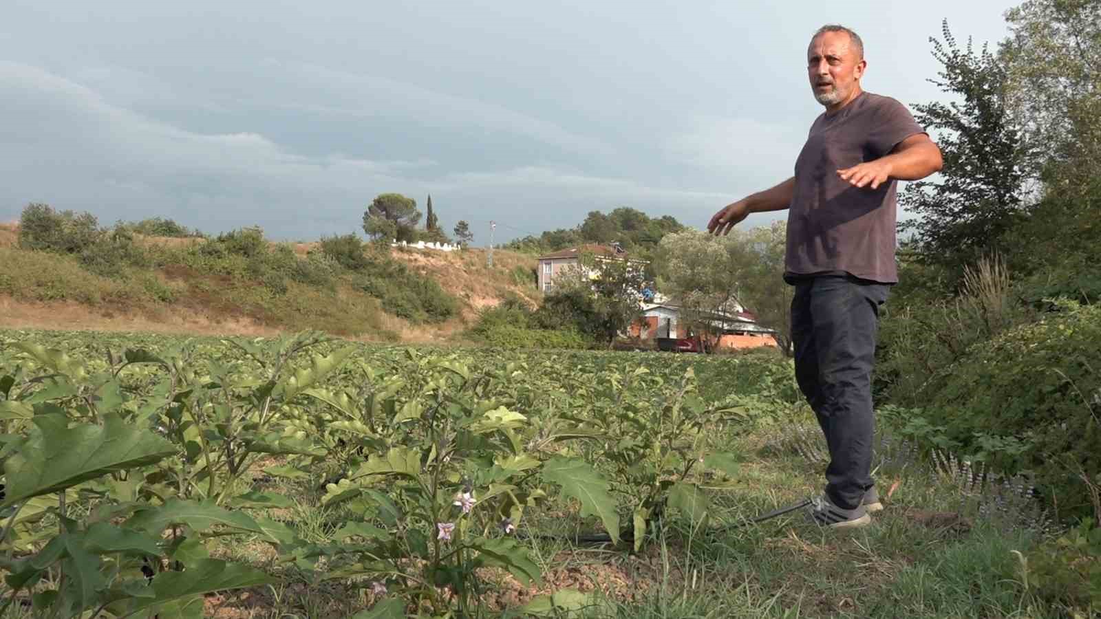 Gençlere örnek olmak için 25 dönüm araziye patlıcan dikti
