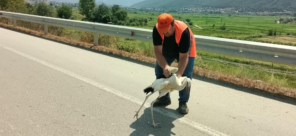 Yol kenarında yaralı halde bulunan leylek tedavi altına alındı
