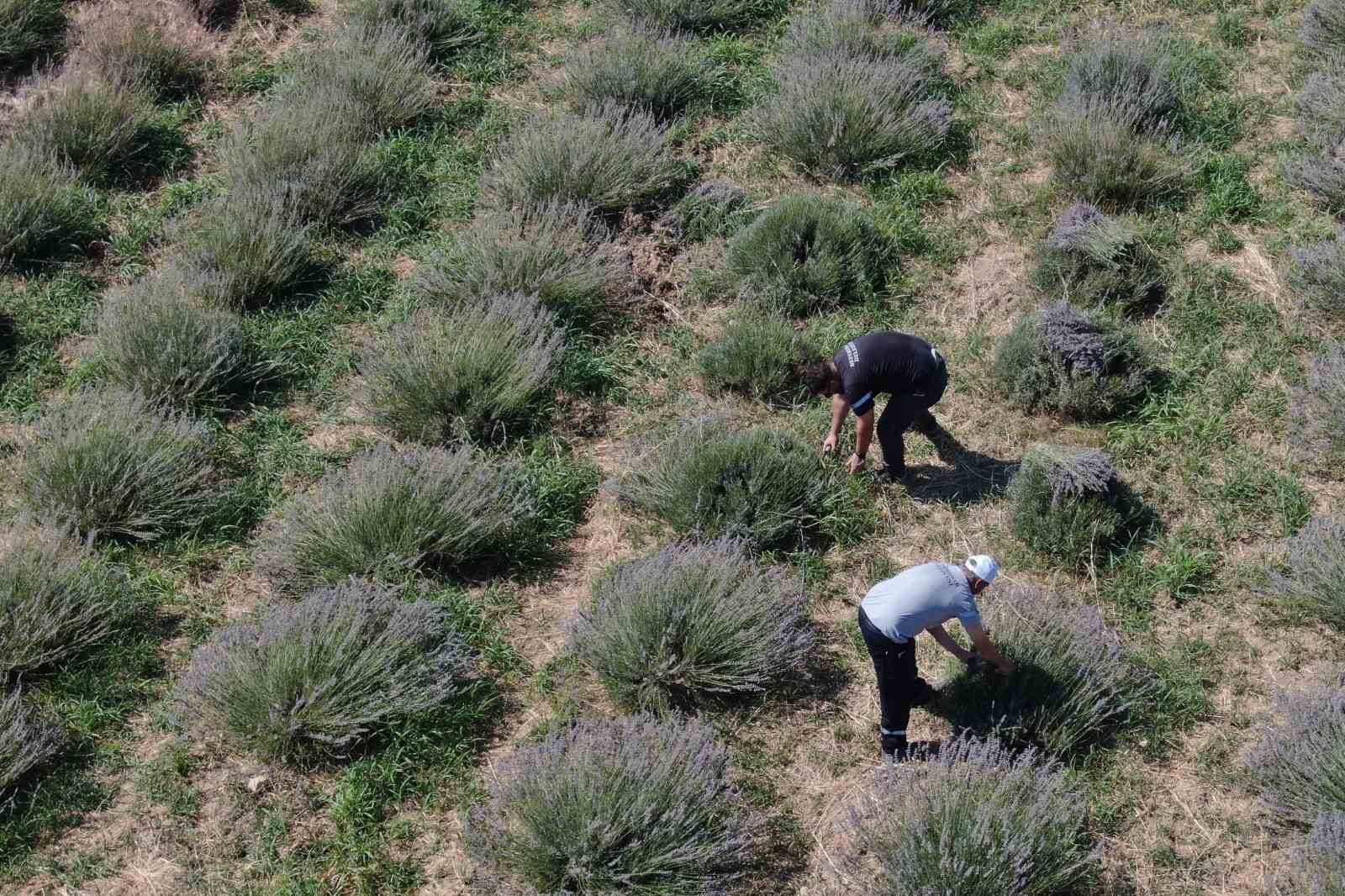 Mis kokulu lavantalarda hasat heyecanı
