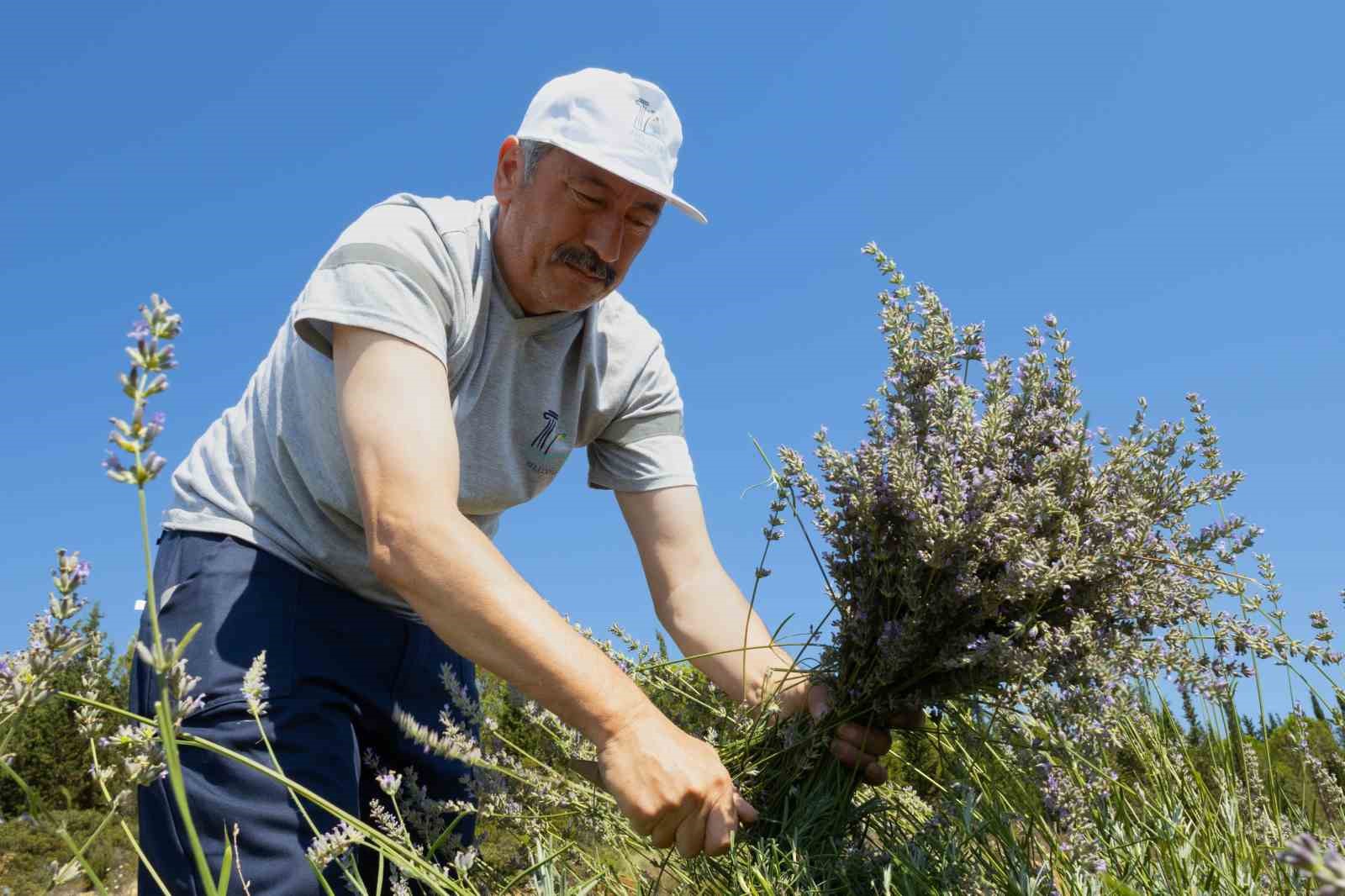 Mis kokulu lavantalarda hasat heyecanı
