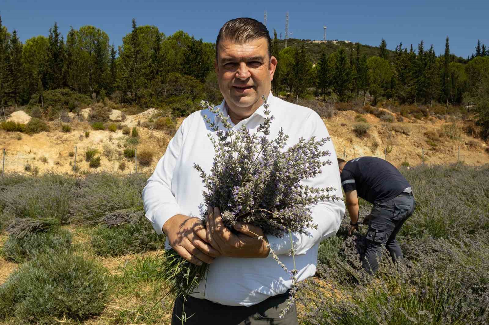 Mis kokulu lavantalarda hasat heyecanı
