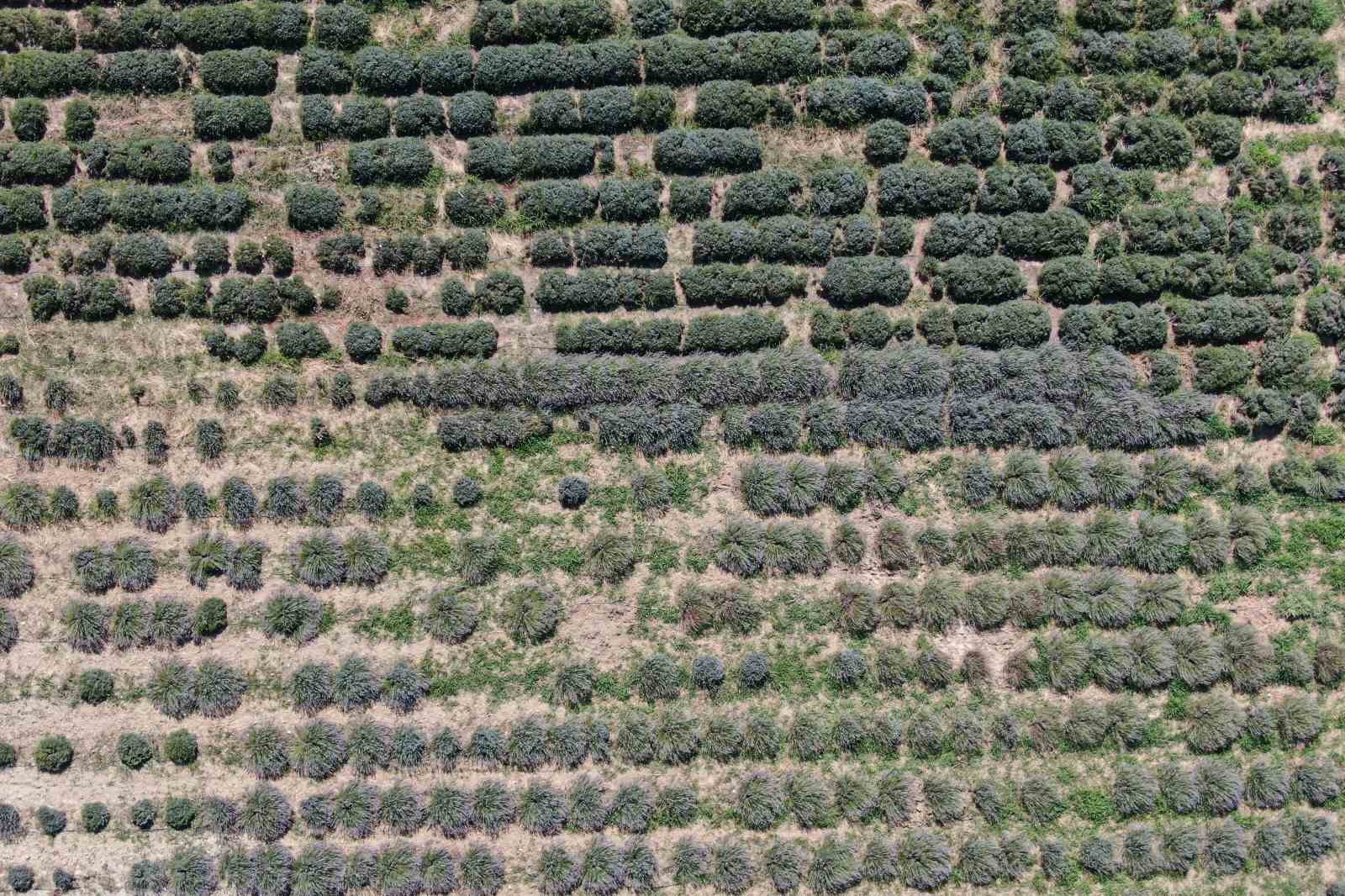 Mis kokulu lavantalarda hasat heyecanı
