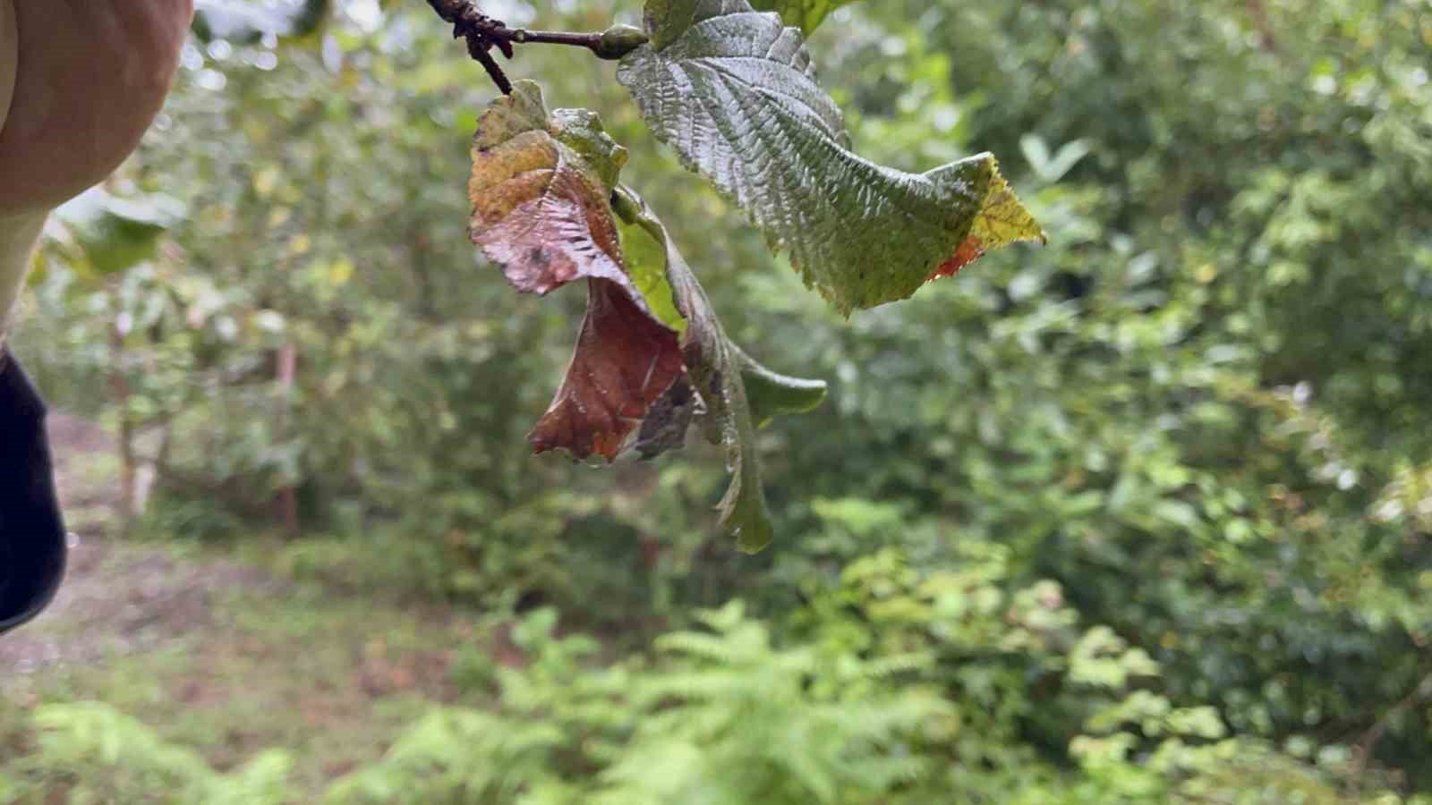 Artvin’de başlayan tehlike Karadeniz’den sonra tüm Türkiye’ye yayılıyor
