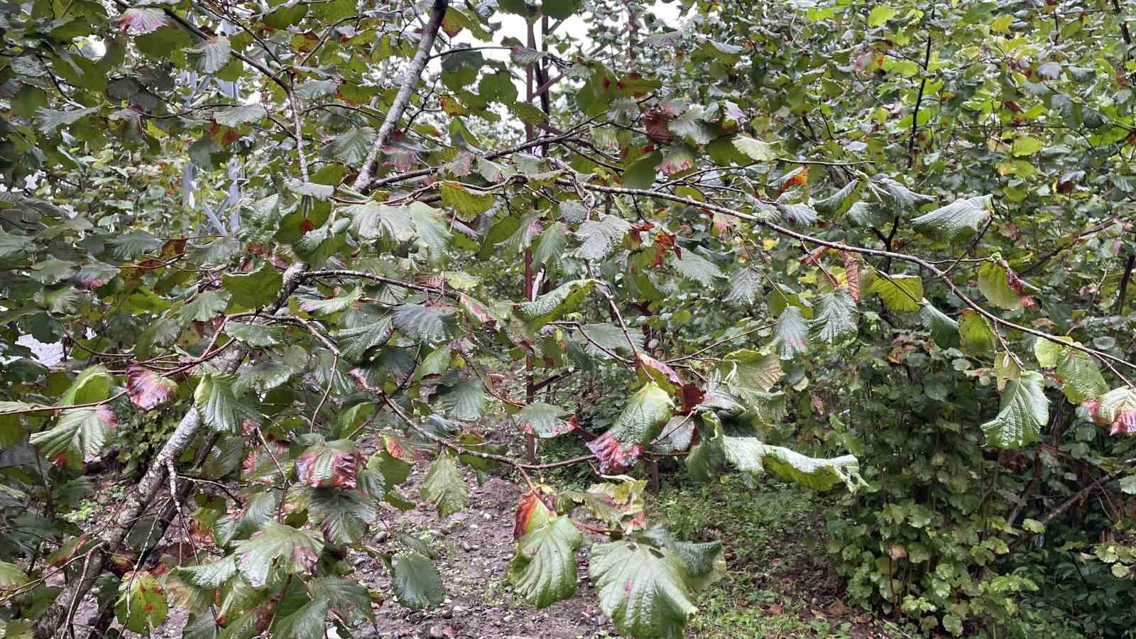 Artvin’de başlayan tehlike Karadeniz’den sonra tüm Türkiye’ye yayılıyor
