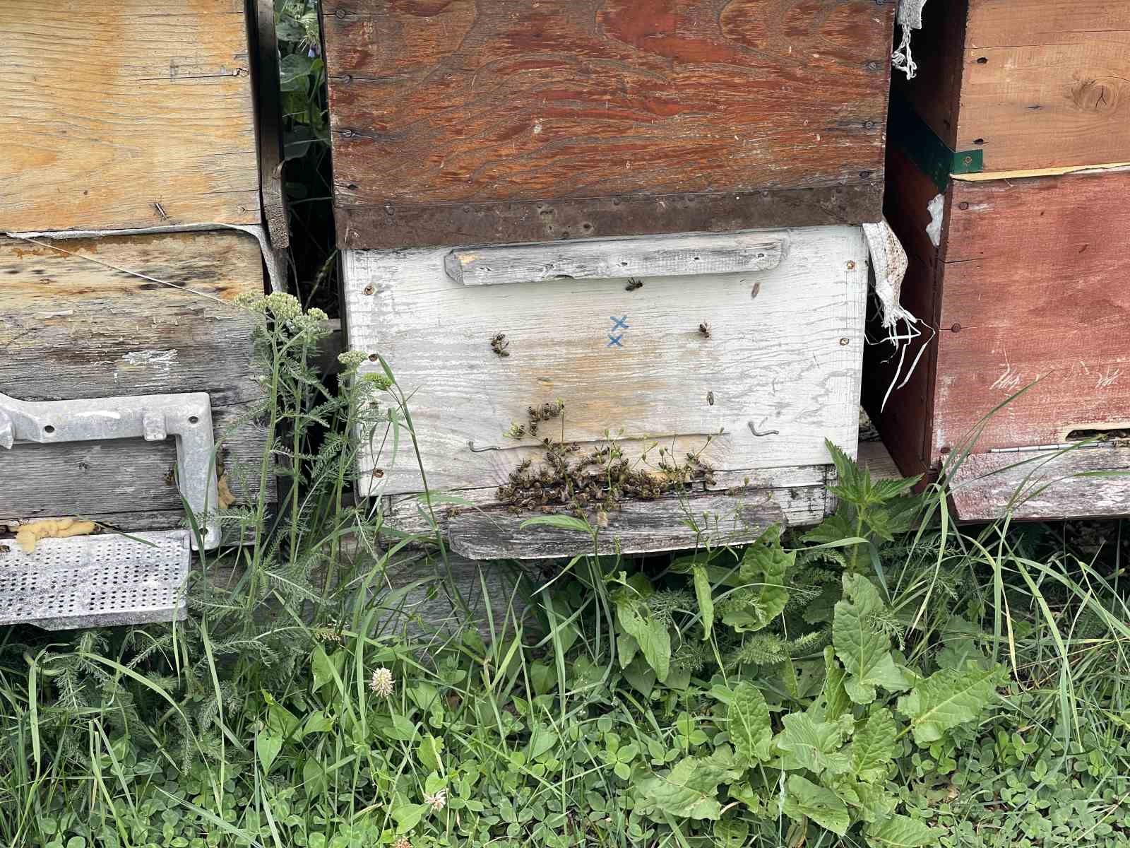 Dünyaca ünlü Anzer Balı’nın bu yıl kilogram satış fiyatı 4 bin TL oldu
