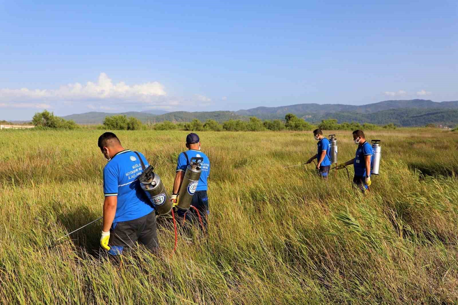 Muğla’da vektörle mücadelede ara yok
