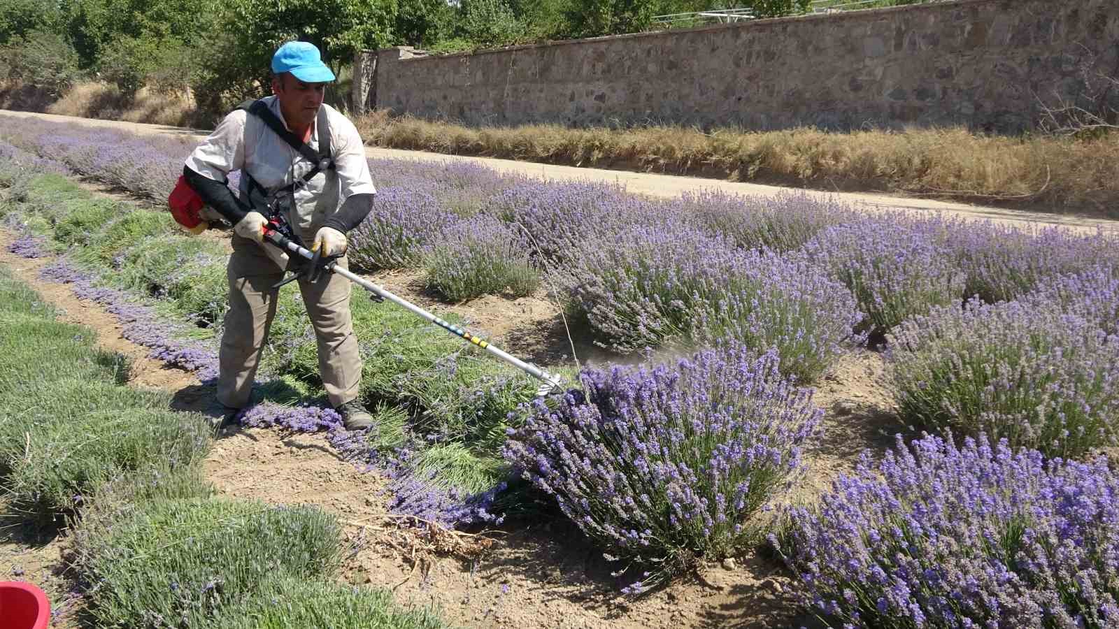 Yozgat’ta hububata alternatif olarak ekilen lavanta üreticinin gözdesi oldu
