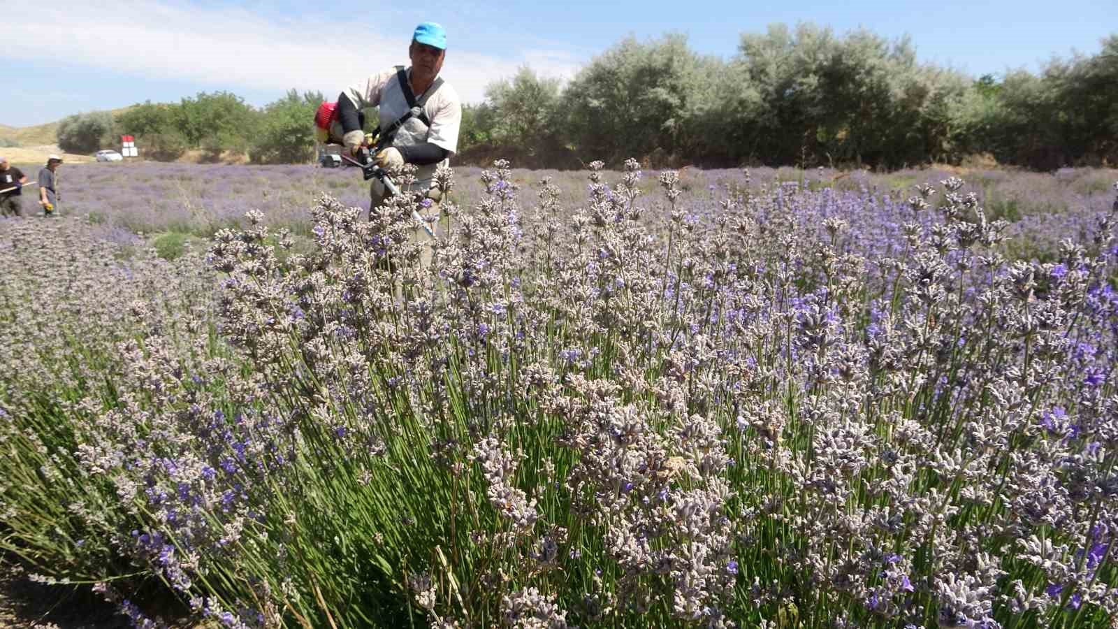 Yozgat’ta hububata alternatif olarak ekilen lavanta üreticinin gözdesi oldu
