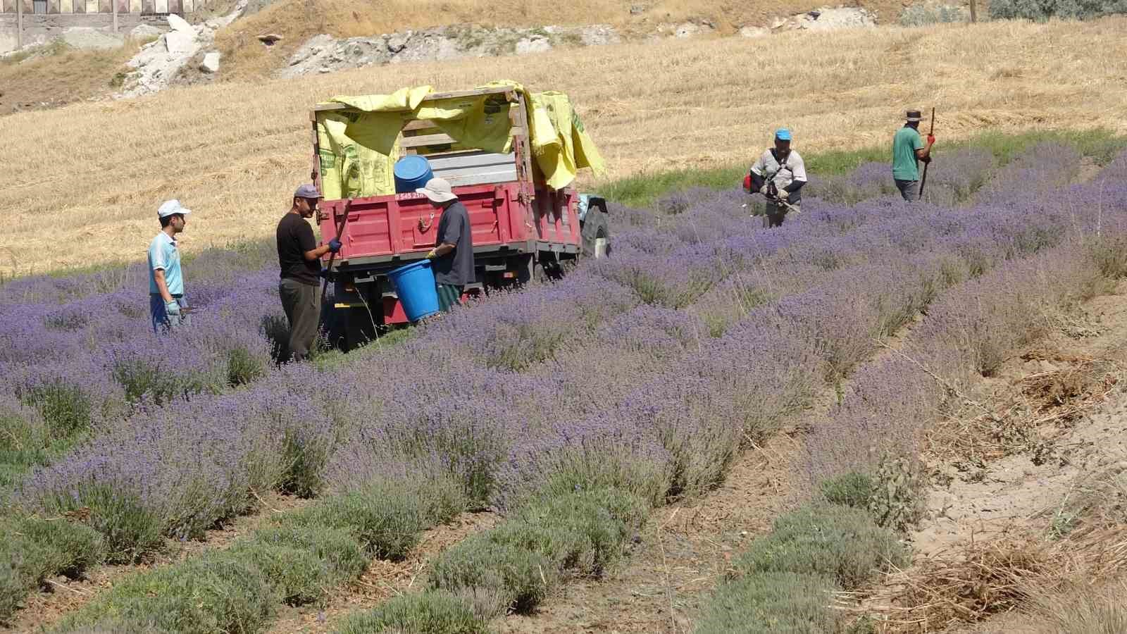 Yozgat’ta hububata alternatif olarak ekilen lavanta üreticinin gözdesi oldu
