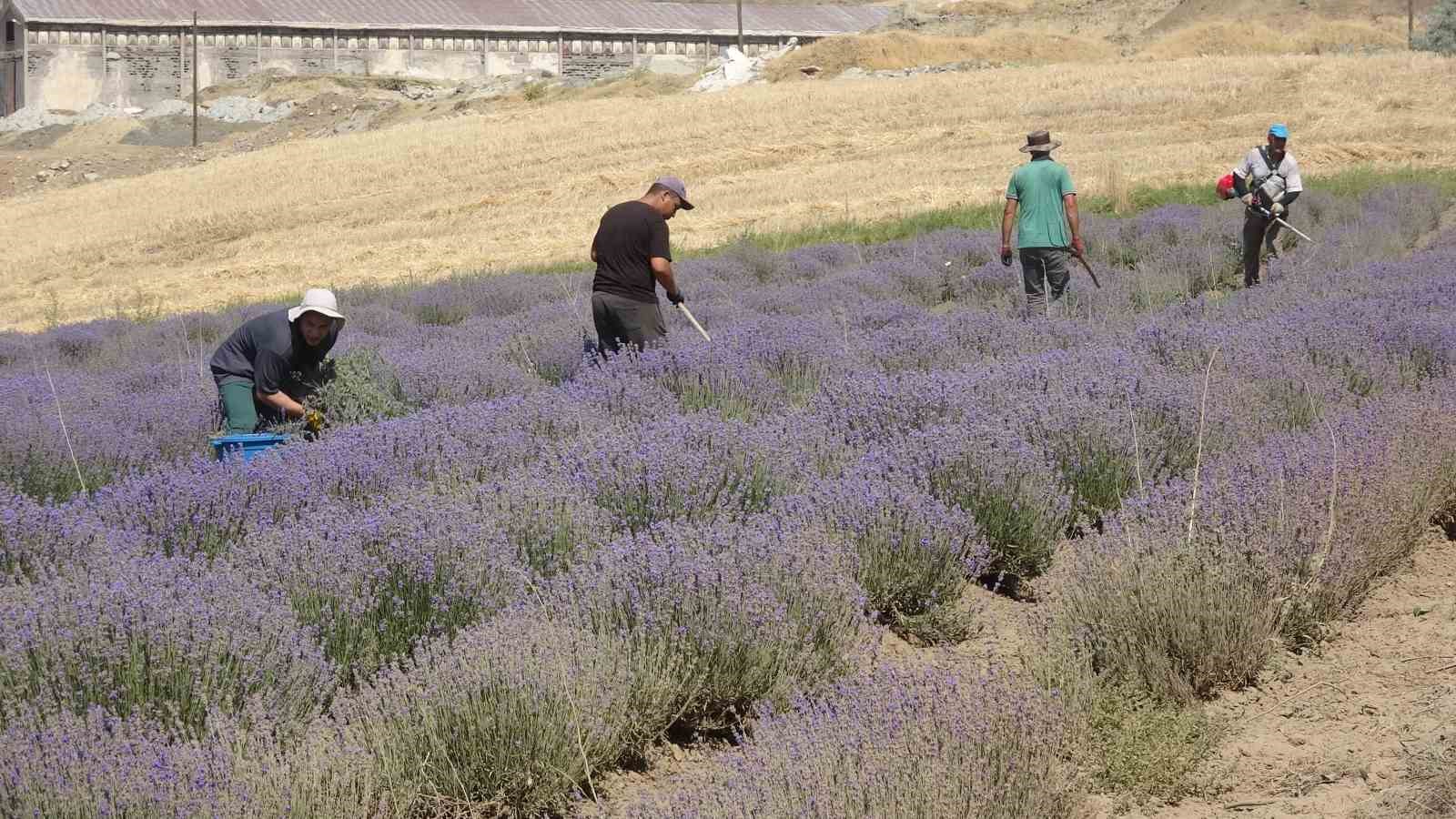 Yozgat’ta hububata alternatif olarak ekilen lavanta üreticinin gözdesi oldu
