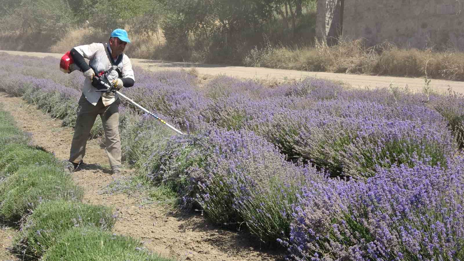 Yozgat’ta hububata alternatif olarak ekilen lavanta üreticinin gözdesi oldu
