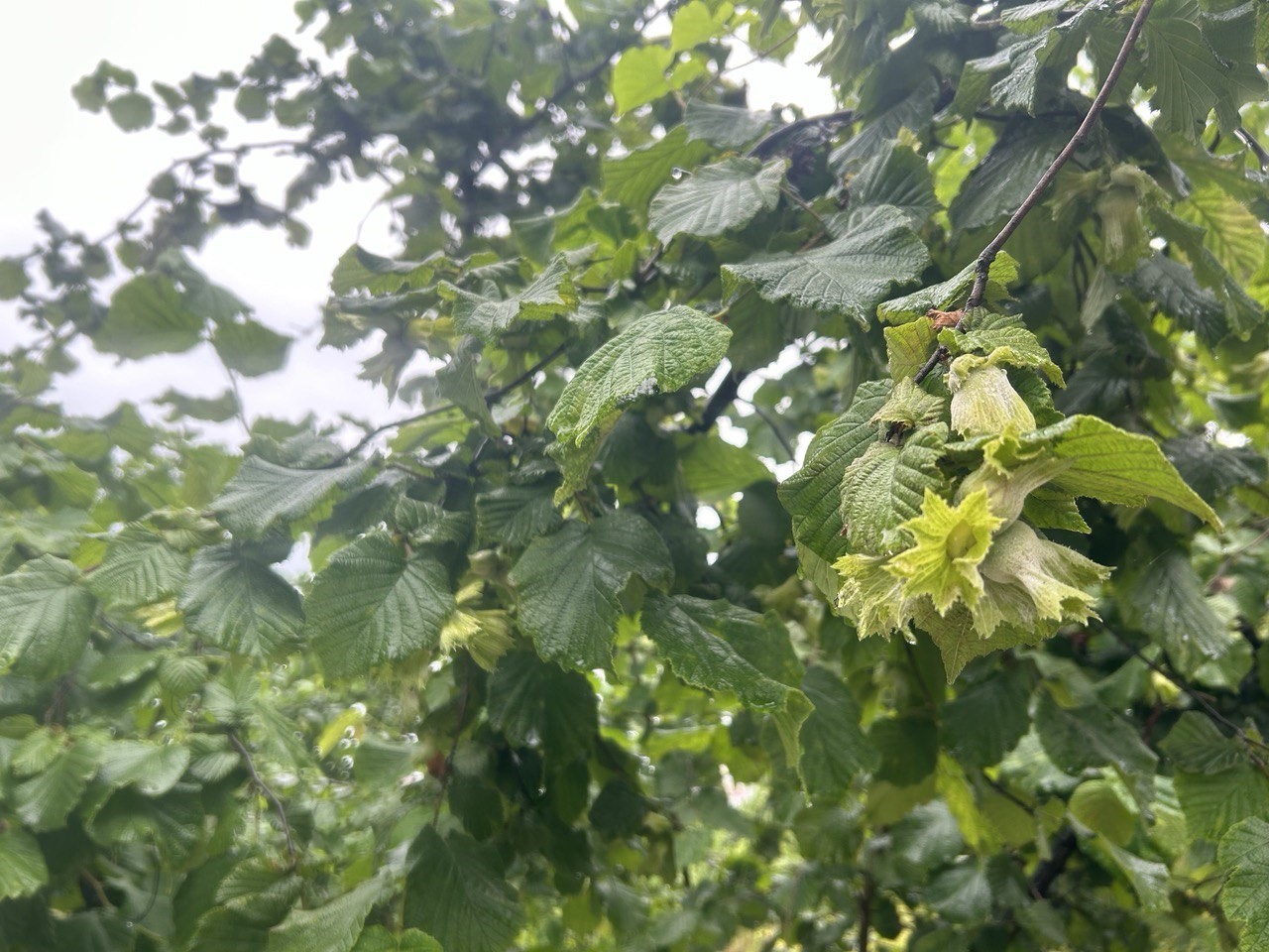 Fındıkta rekolte Karadeniz’in doğusunda yükseldi, batısında düştü
