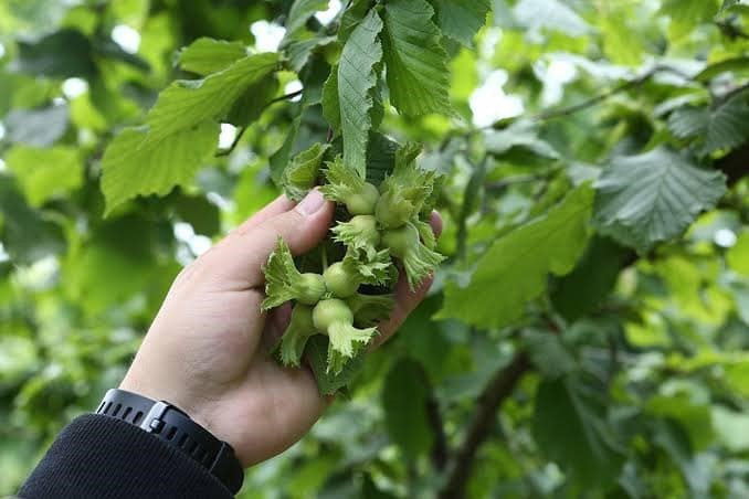 Fındıkta rekolte Karadeniz’in doğusunda yükseldi, batısında düştü
