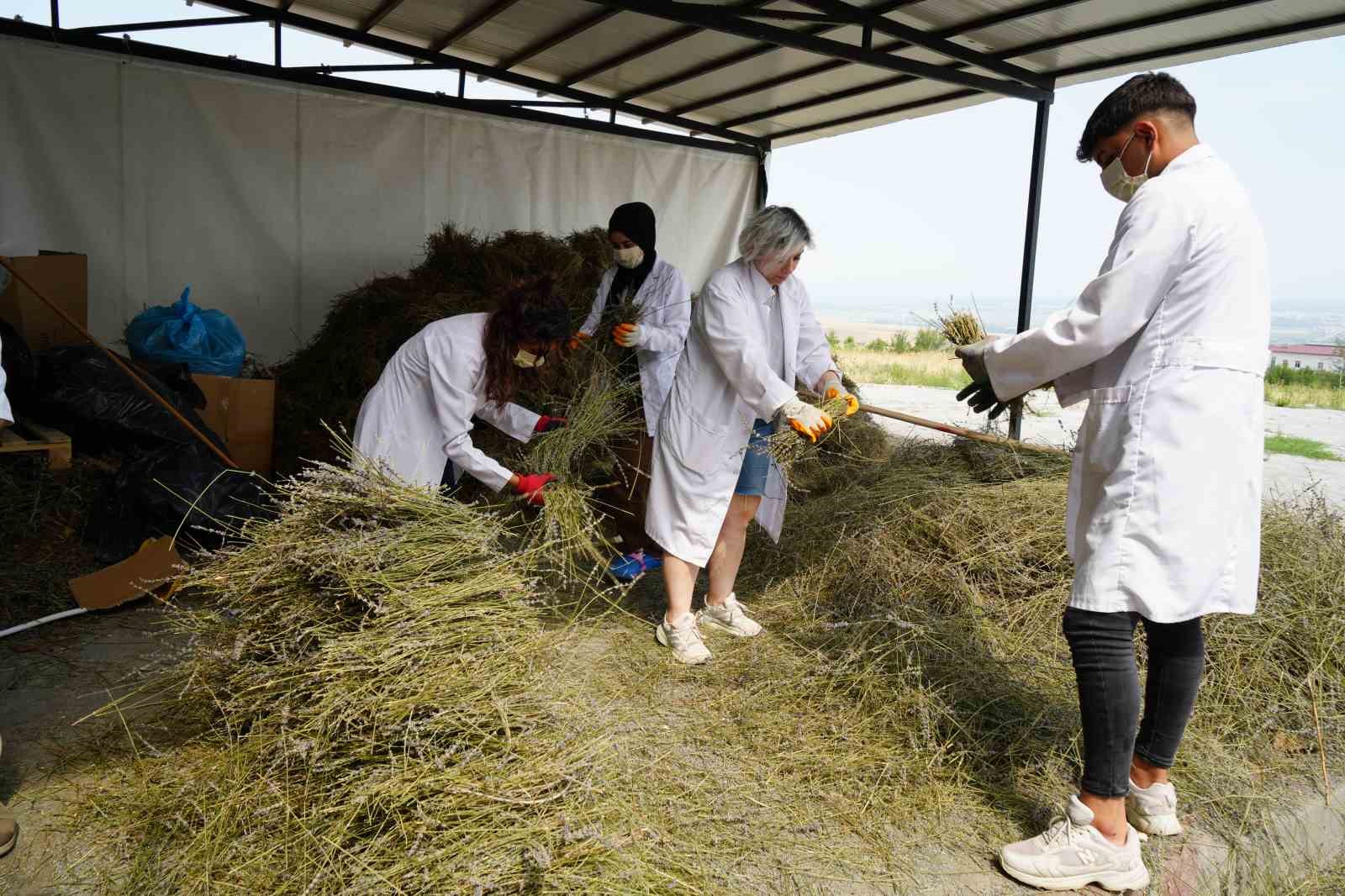 Ağrı Dağı eteklerinden kozmetik sanayisine
