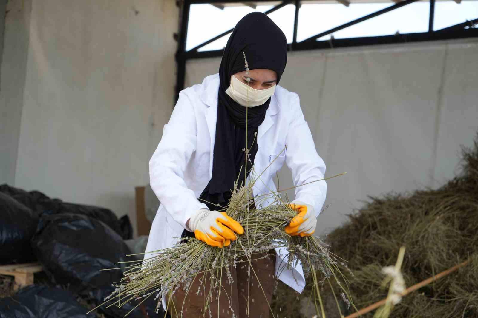 Ağrı Dağı eteklerinden kozmetik sanayisine
