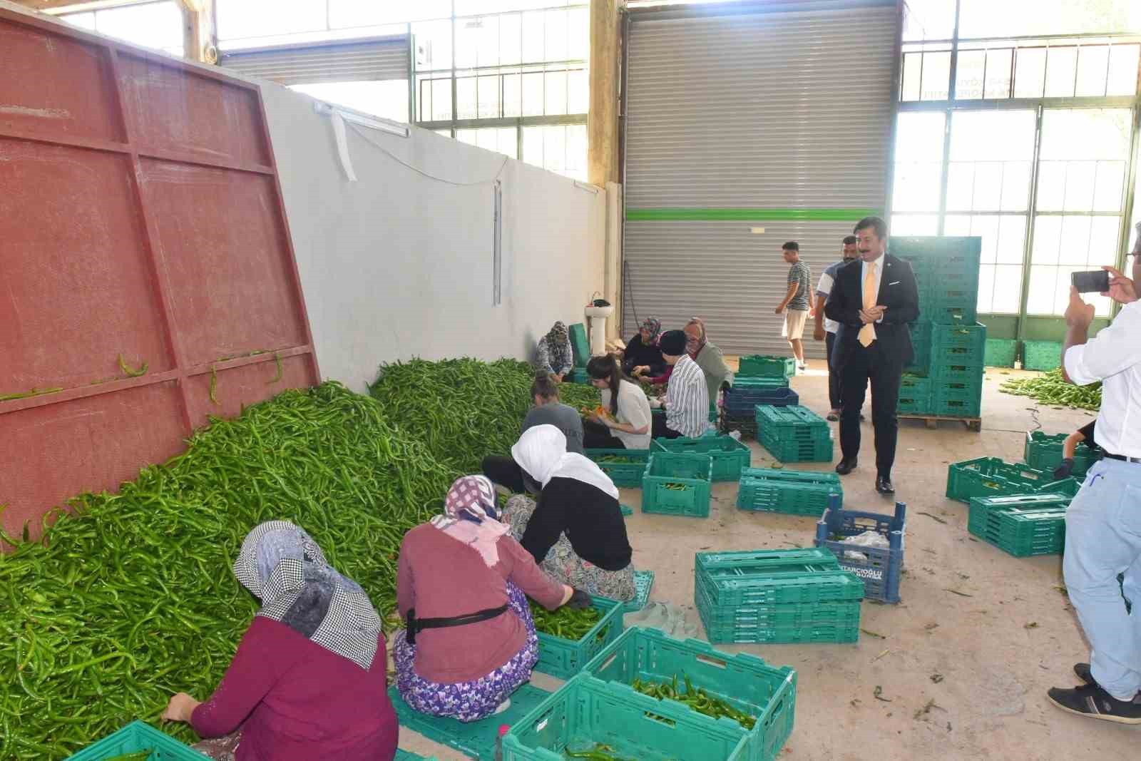 Yenişehir biberinin değeri arttırılacak
