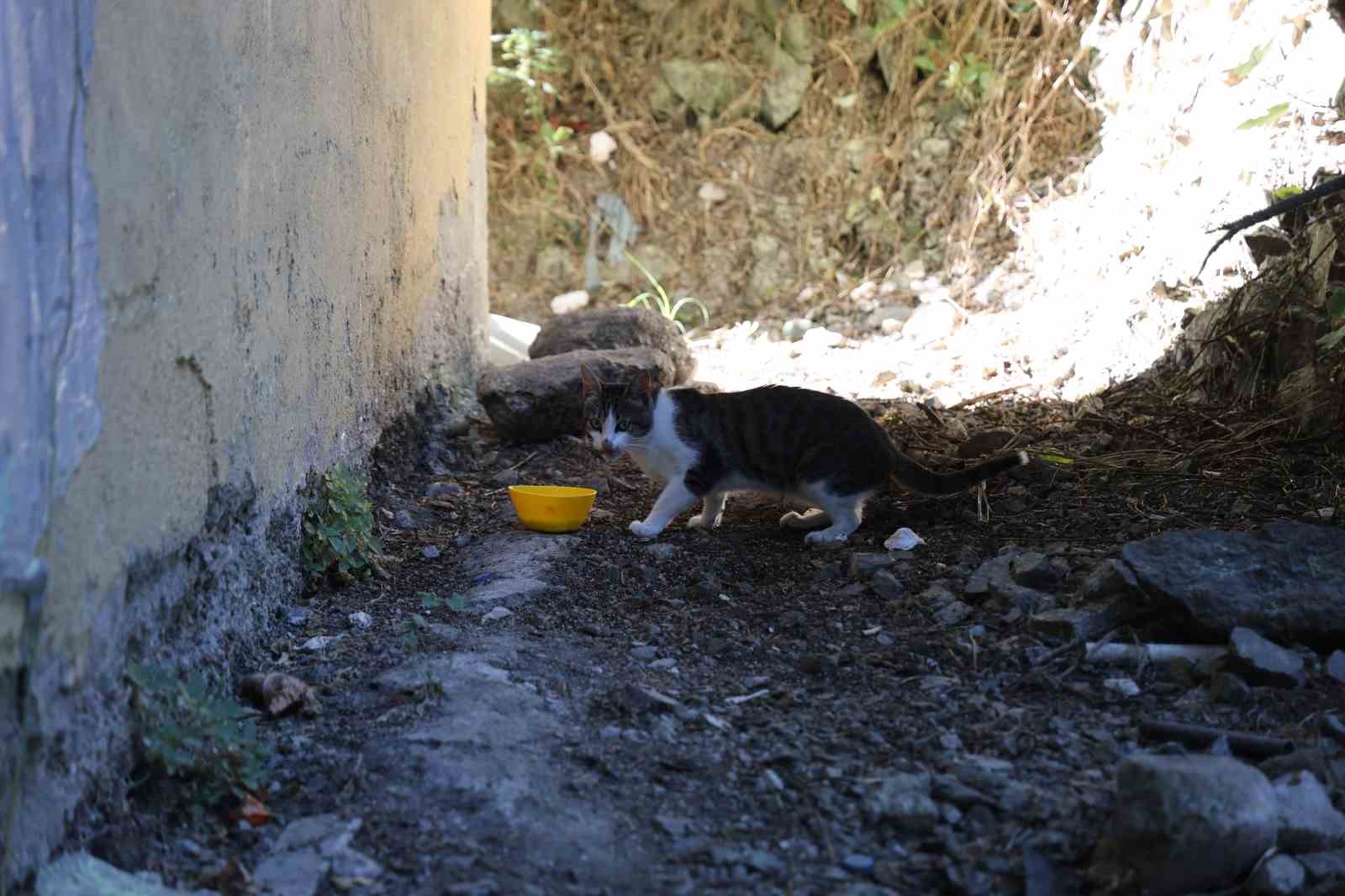 ’Kahraman’ kedinin eve girmeye çalışan yılanla mücadelesi kamerada
