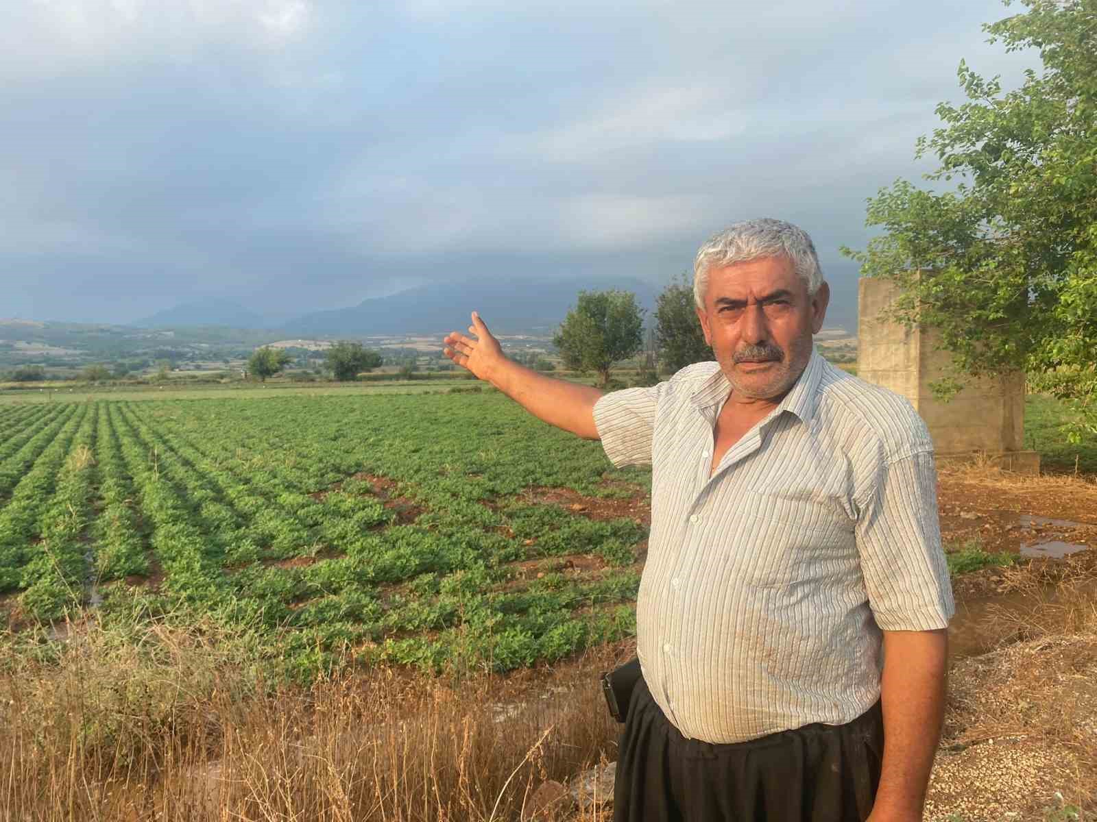 Çiftçilerin imdadına kuşlar yetişti
