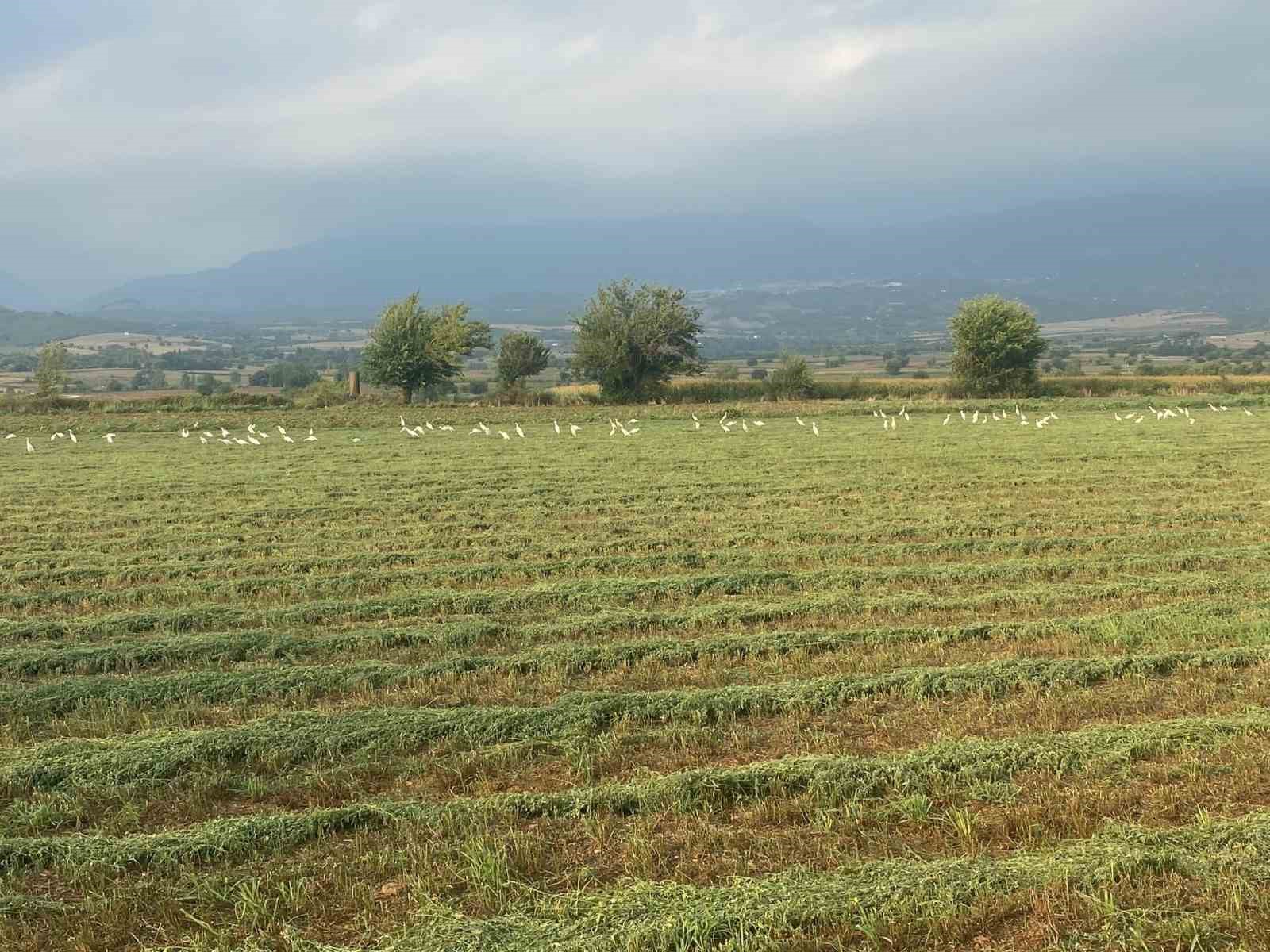 Çiftçilerin imdadına kuşlar yetişti
