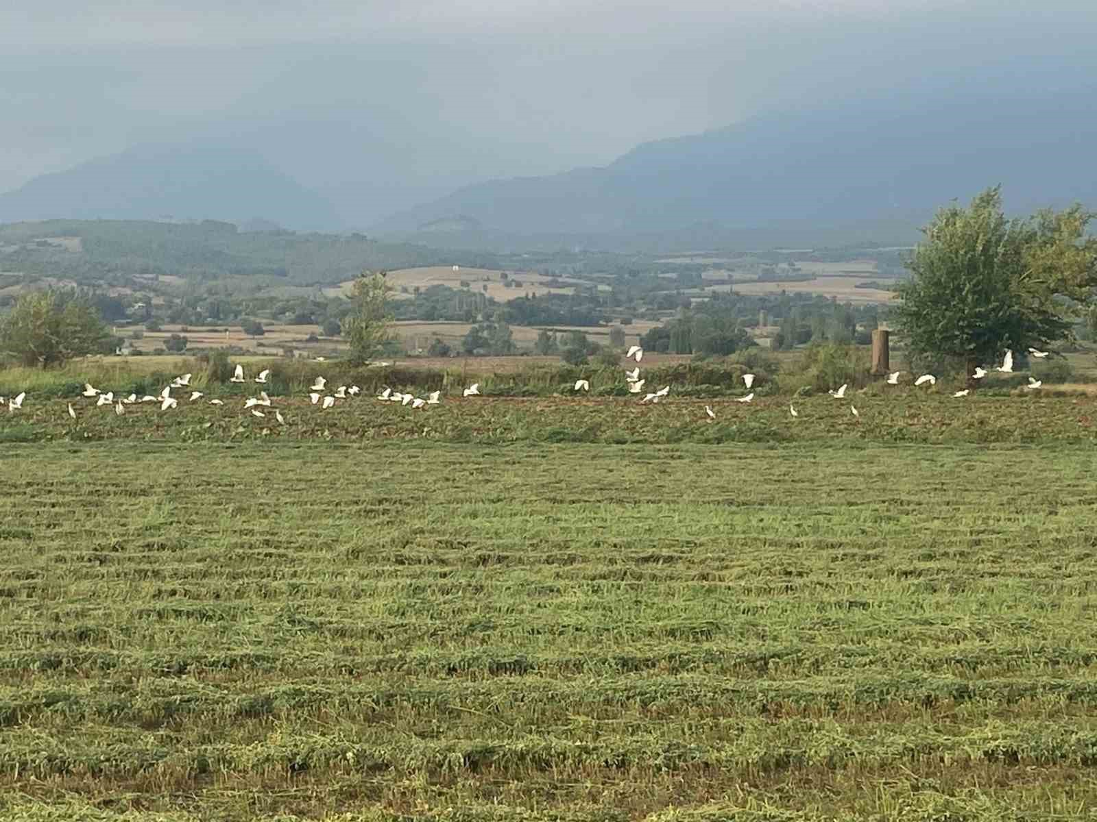 Çiftçilerin imdadına kuşlar yetişti
