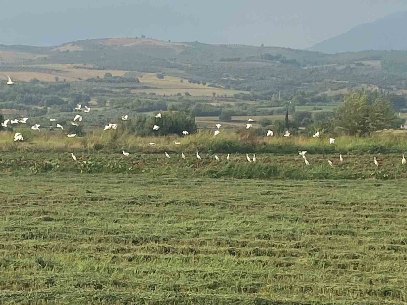 Çiftçilerin imdadına kuşlar yetişti
