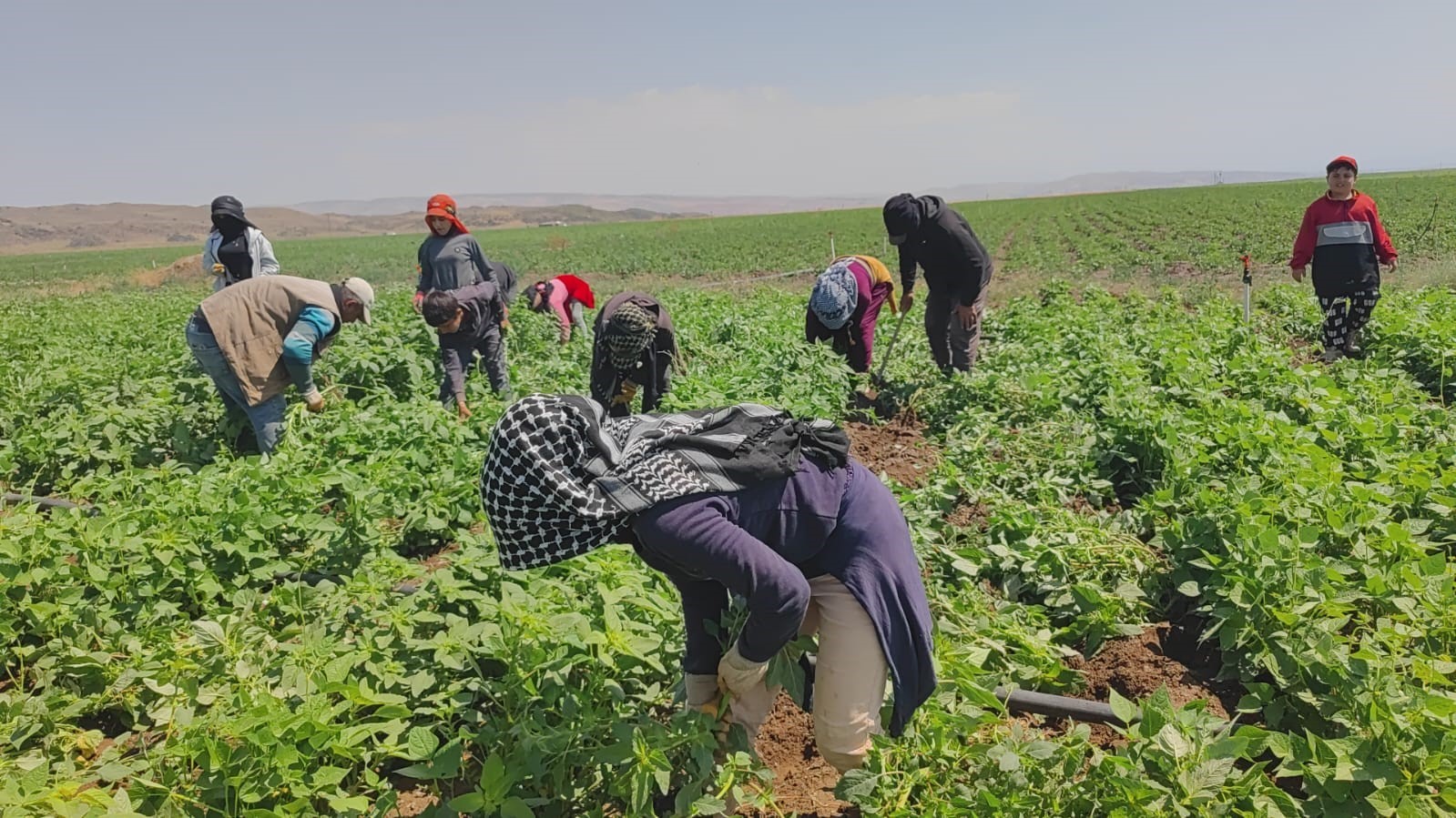 Kavurucu sıcakta ekmek parası için ter döküyorlar
