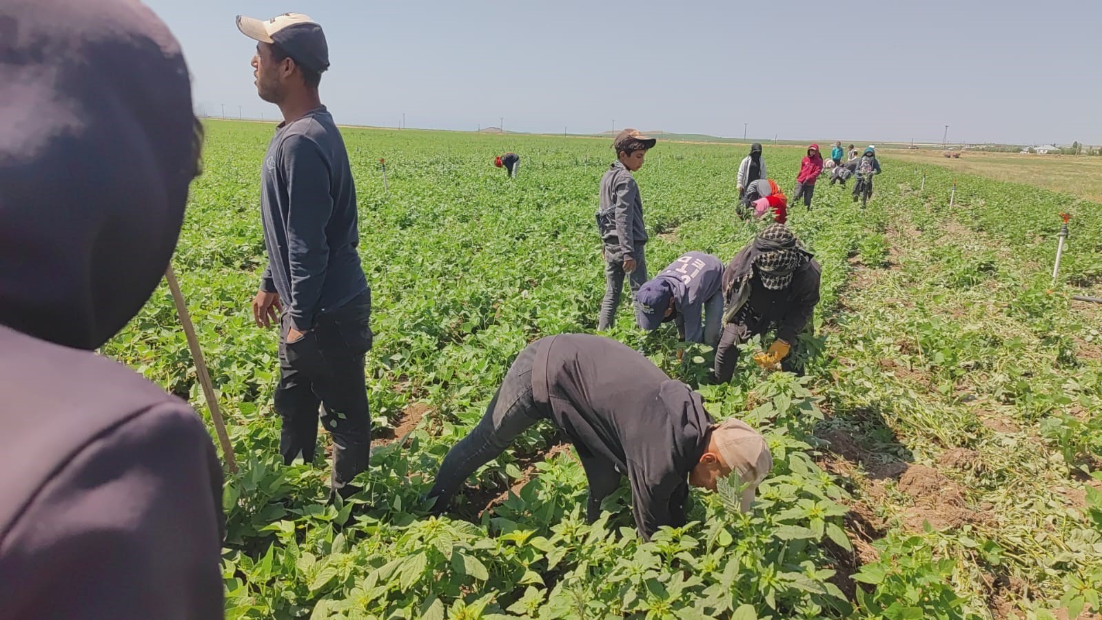 Kavurucu sıcakta ekmek parası için ter döküyorlar
